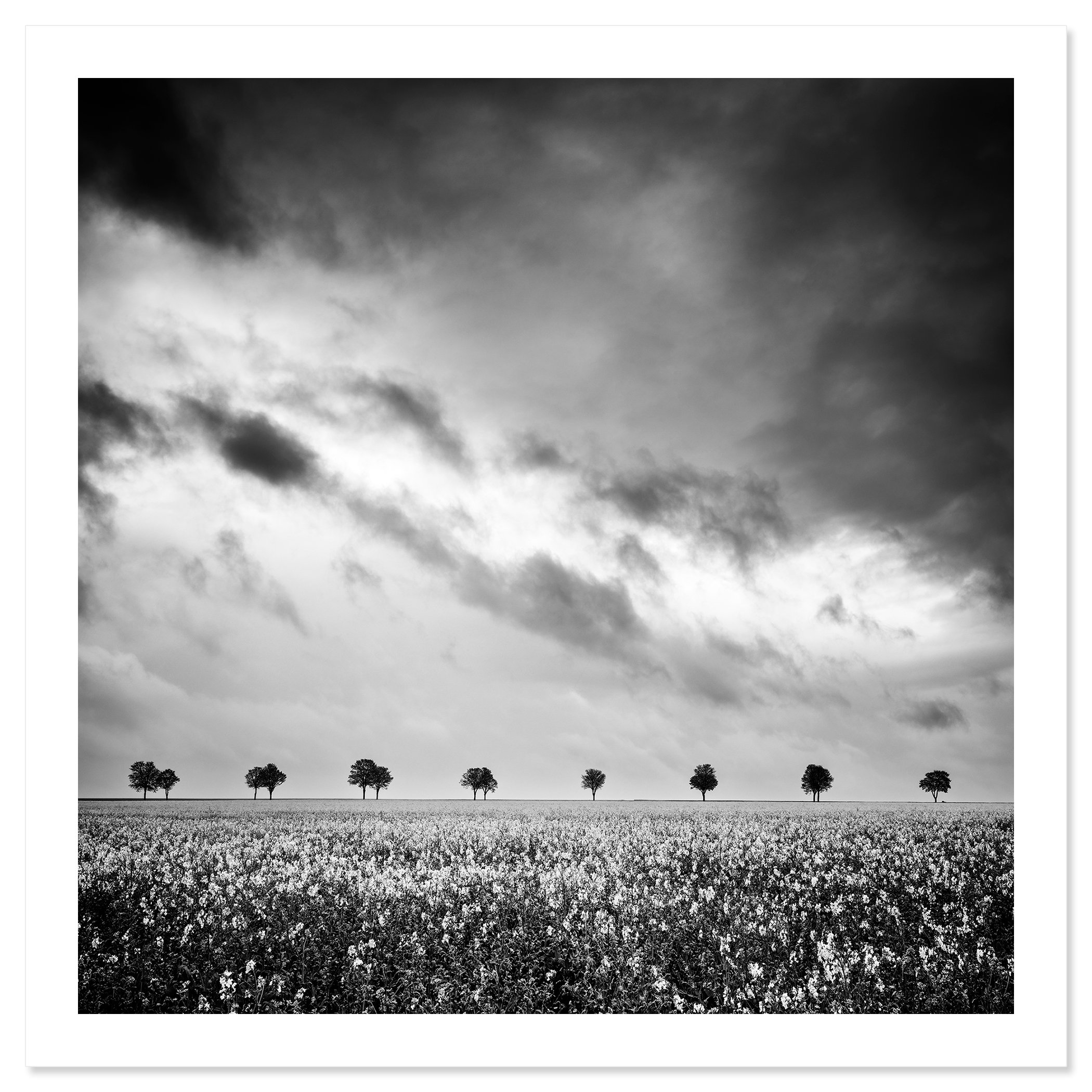 Row of Trees in Rapeseed Field Study 1 shown as an archival pigment print with white border by Gerald Berghammer.