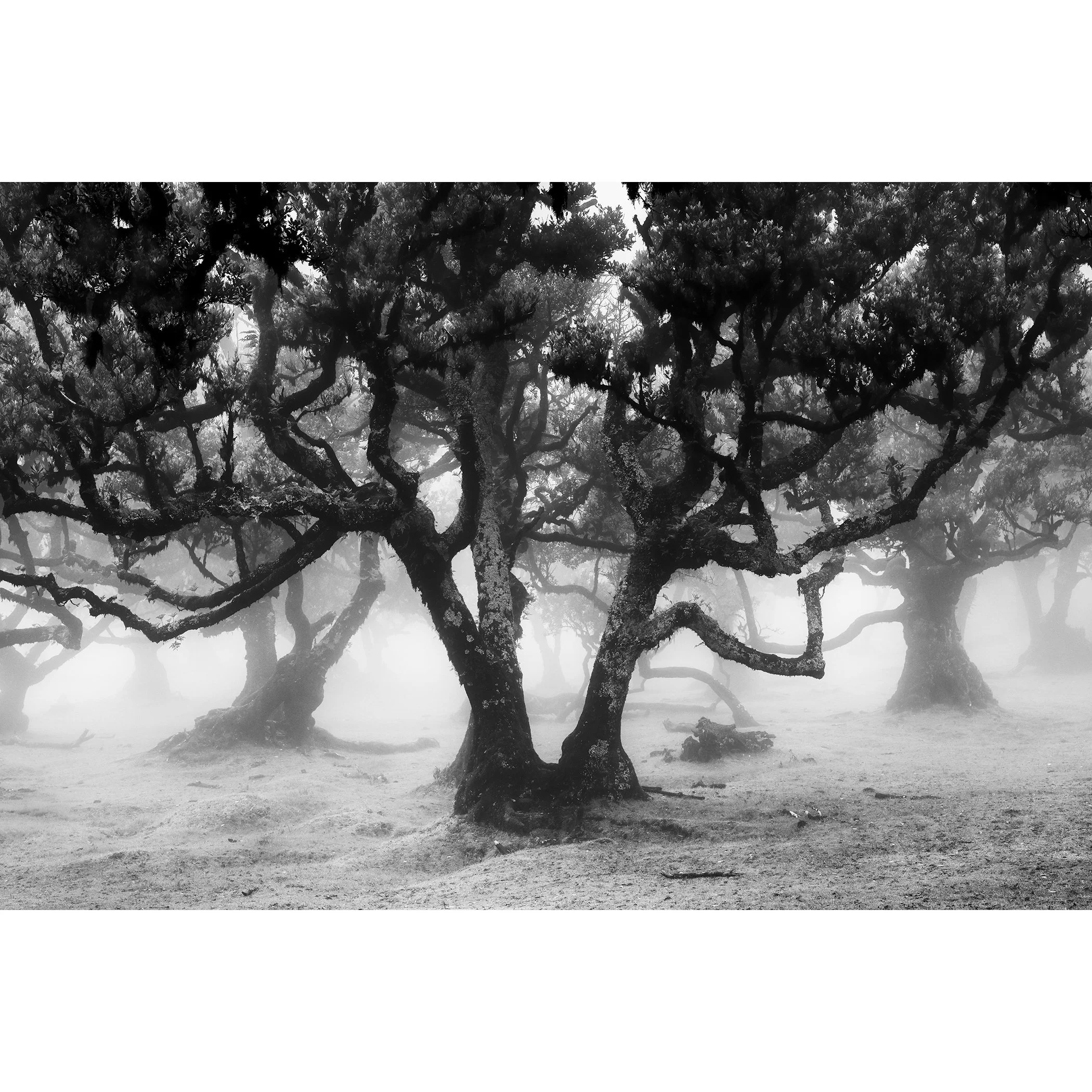 Fanal Forest Study 1 by Gerald Berghammer, black-and-white fine art photograph of ancient laurel trees in misty Fanal Forest, Madeira, Portugal.