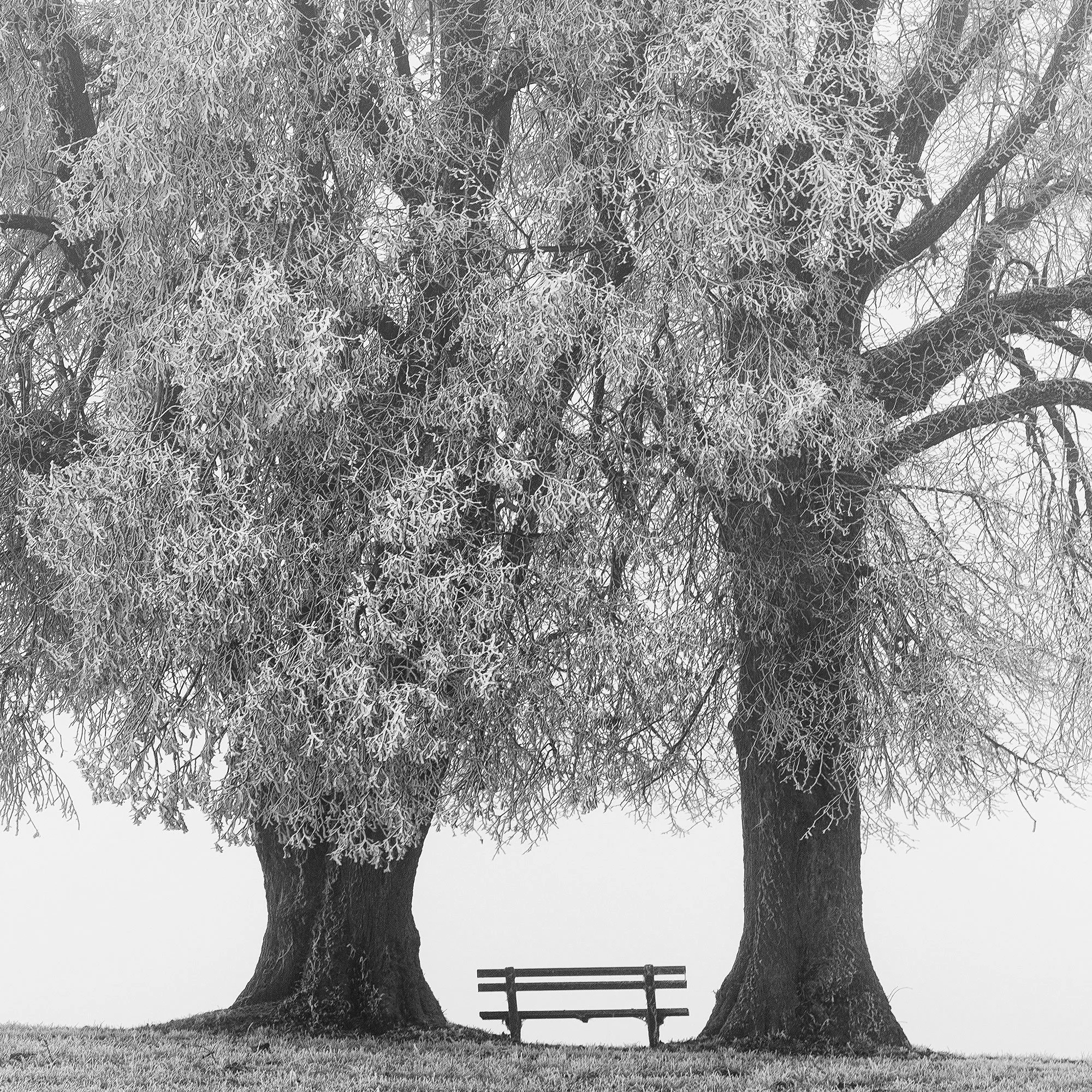 Gerald Berghammer - Black and white snow landscape photography. Two large, leafless trees with a small bench between them on a grassy field. Print detail 3