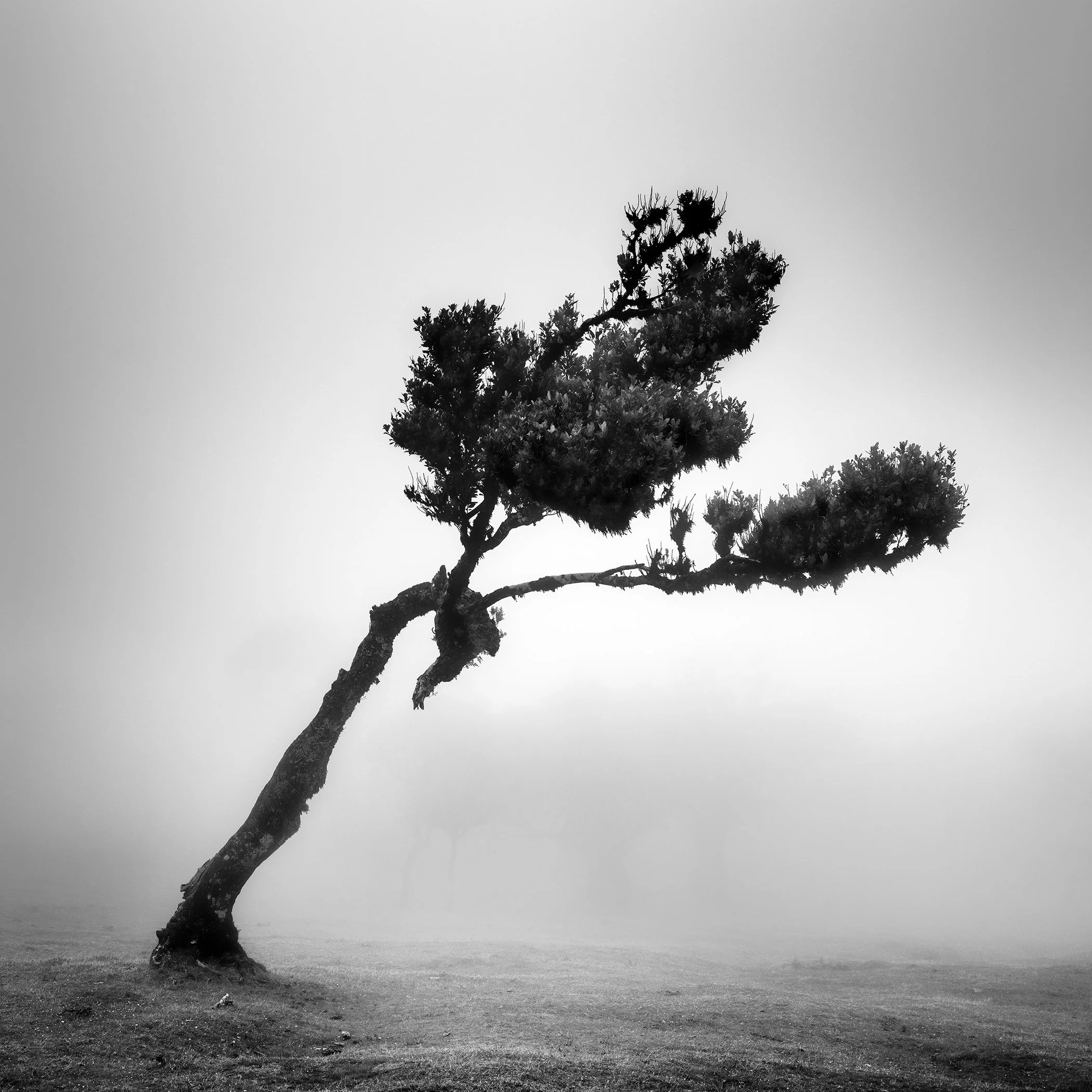 Deer in Fairy Forest Study 1 by Gerald Berghammer, a minimalist black-and-white fine art photograph of a sculptural laurel tree in misty Fanal Forest, Madeira.