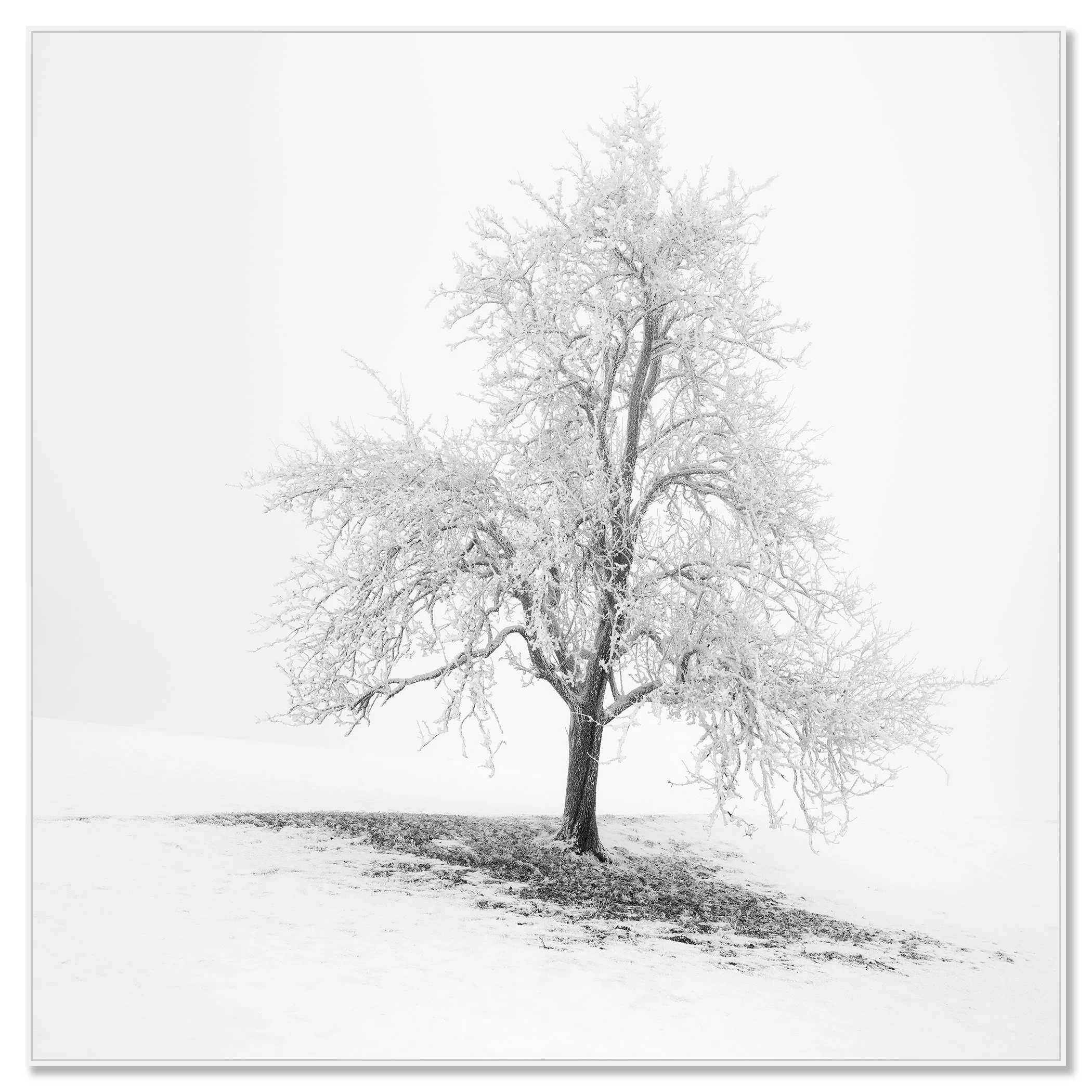Frosted Winter Tree – Austria, black-and-white photo print in a white aluminium ArtBox frame