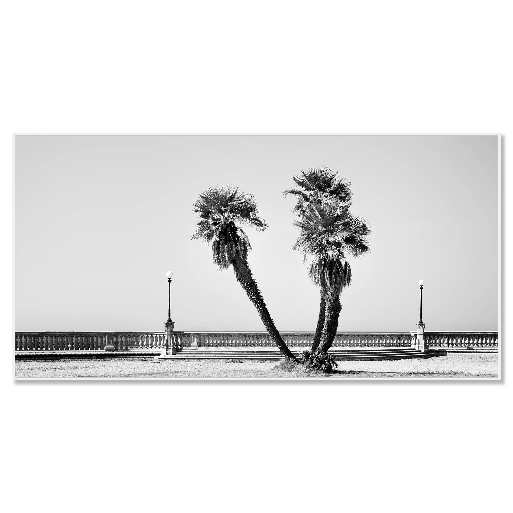 Palm Trees Study 2 by Gerald Berghammer, black-and-white panoramic photograph mounted on aluminium Dibond in a white ArtBox frame.