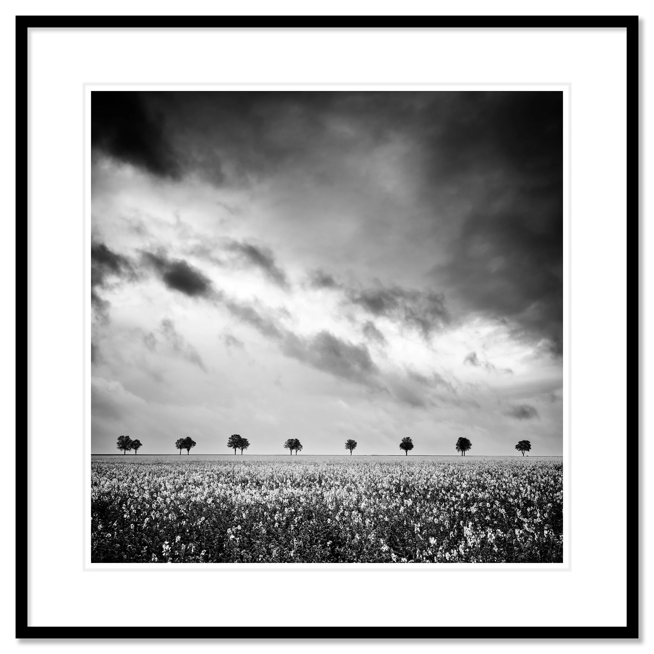 Row of Trees in Rapeseed Field Study 1 shown as an archival pigment print in a black aluminium frame with white mount by Gerald Berghammer.