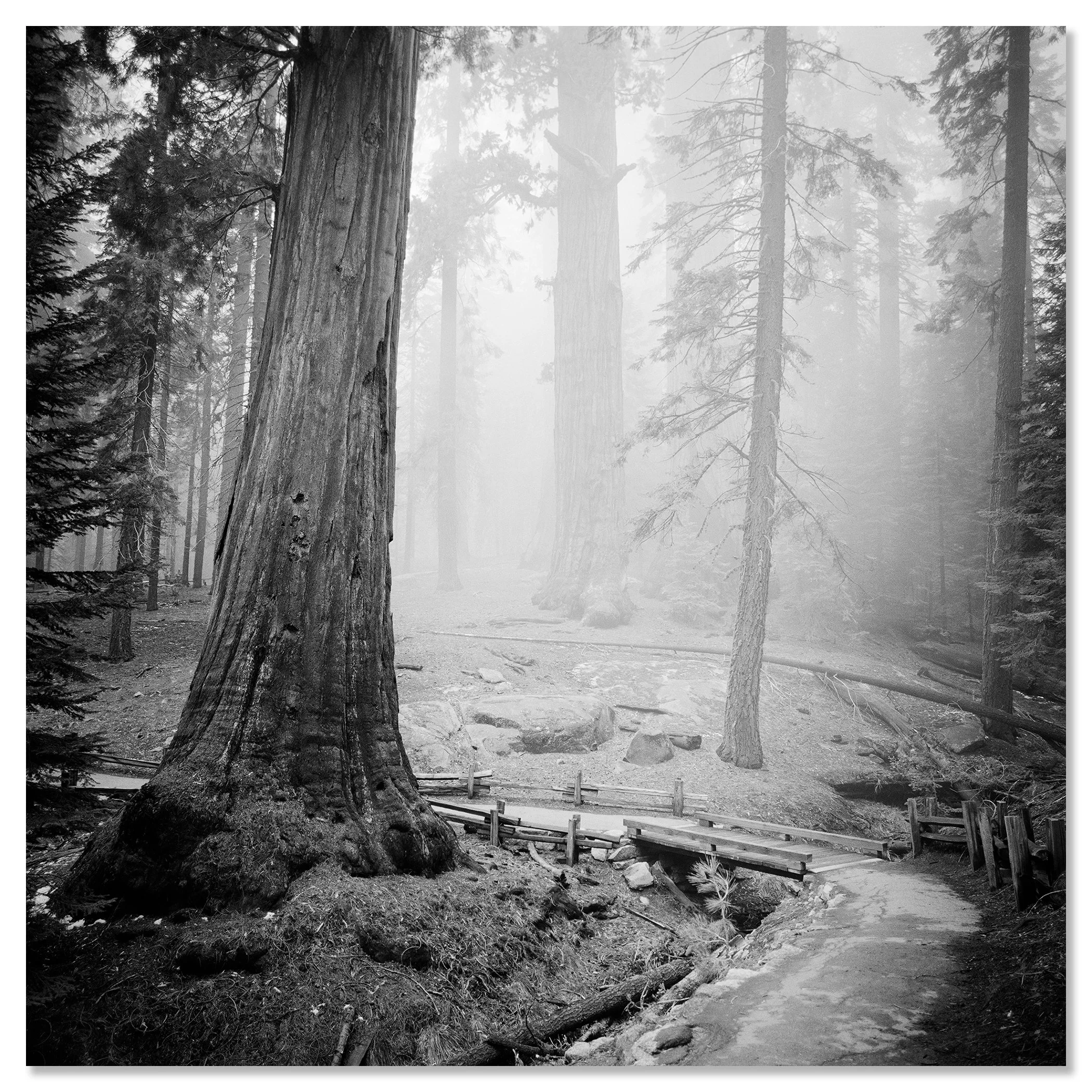 Redwood Study 2 shown as a frameless black-and-white Dibond print by Gerald Berghammer, featuring a misty redwood forest in California, USA.