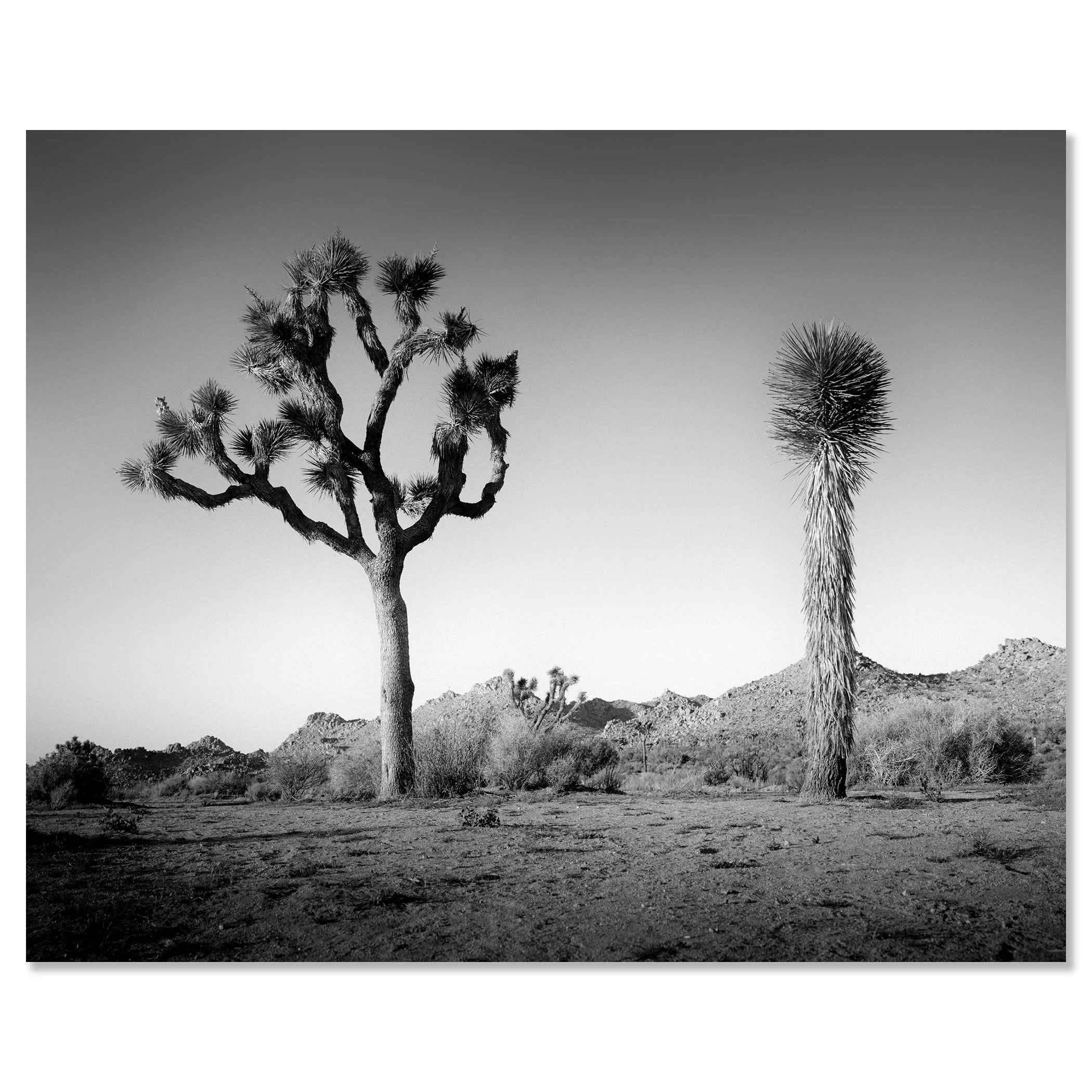 © 2015 Gerald Berghammer - Black and white photo of a desert landscape with two Joshua trees and mountain ridges, California, USA. Chromaluxe frameless