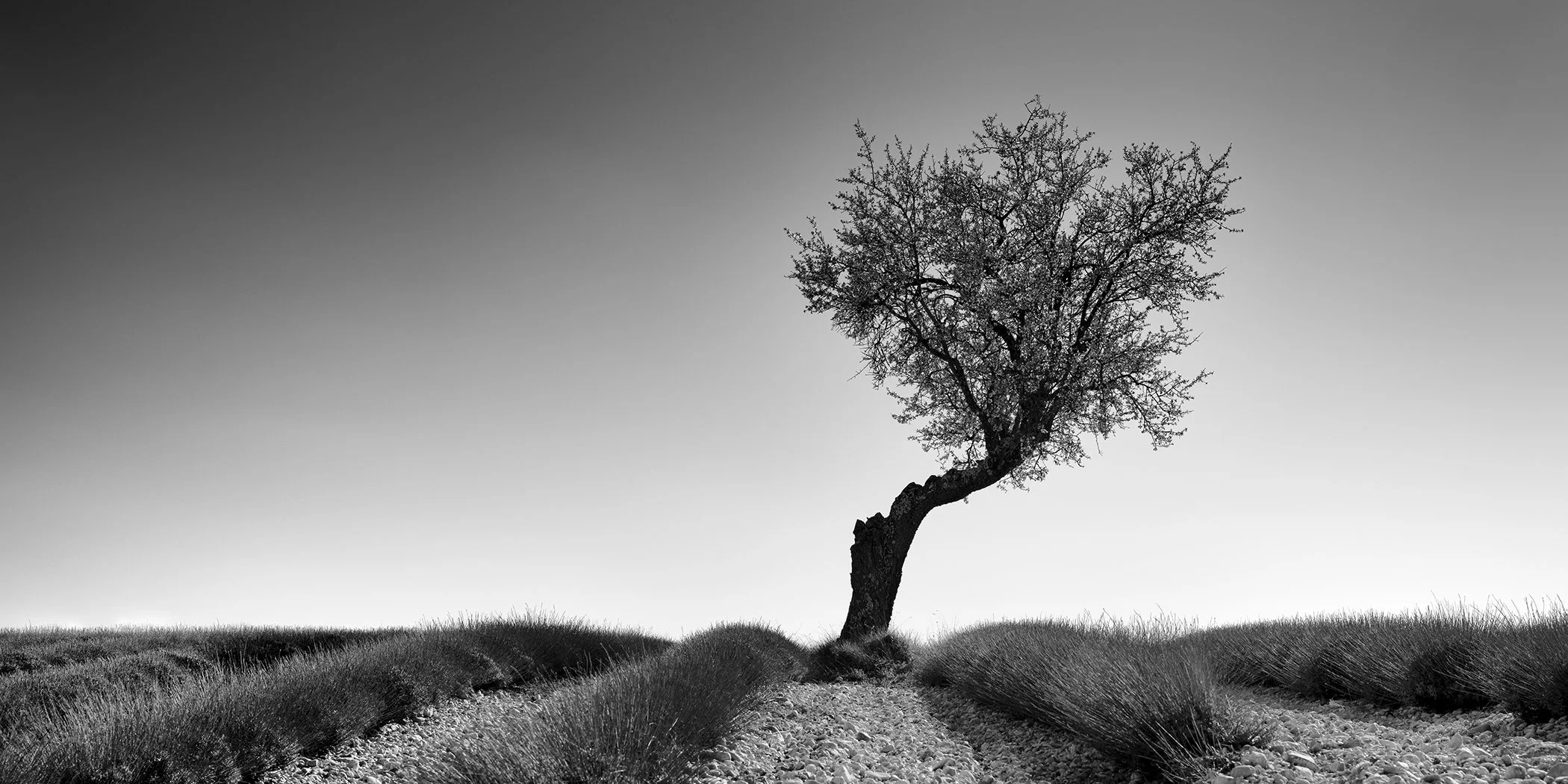 Lavender Field with Tree Panorama Study 1 by Gerald Berghammer, minimalist black-and-white panoramic photograph of a solitary tree in a lavender field in France.