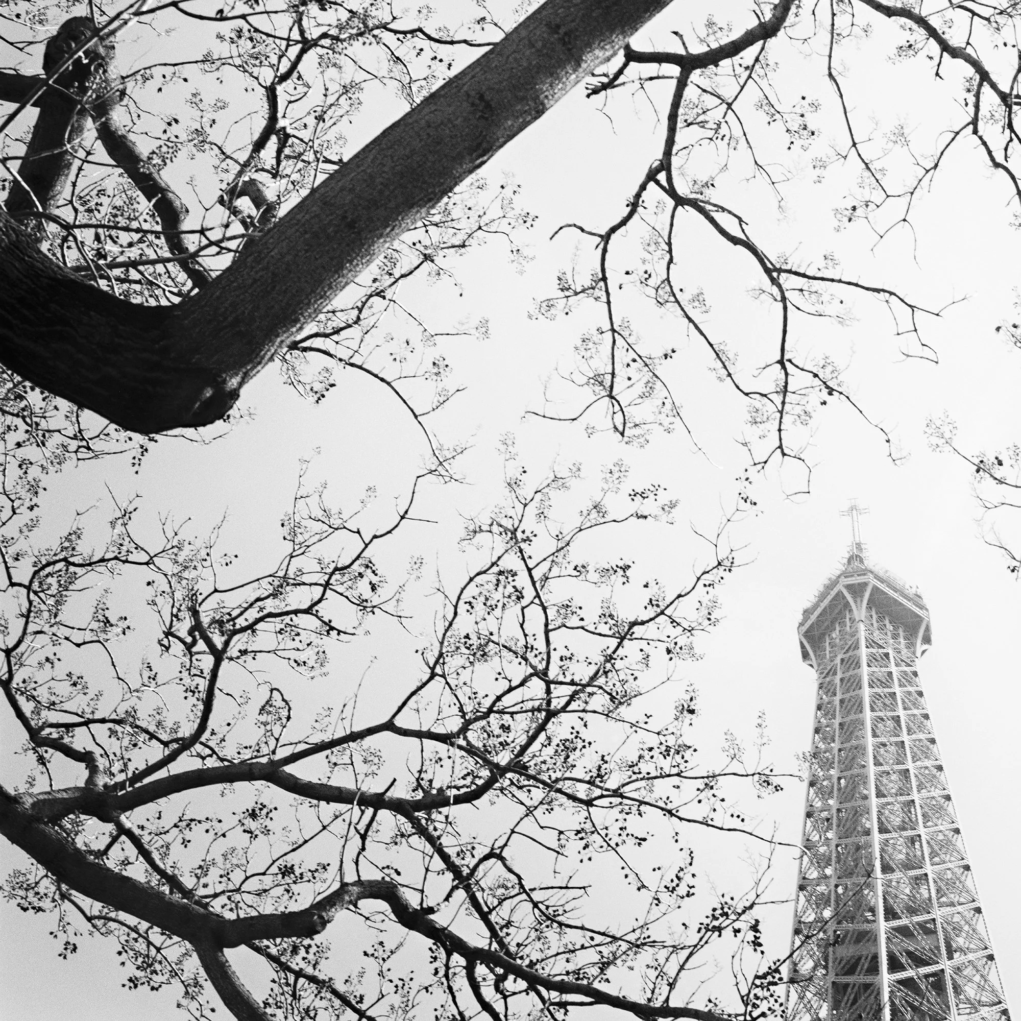 Tree and the Eiffel Tower – print detail of the black-and-white Paris photograph by Gerald Berghammer