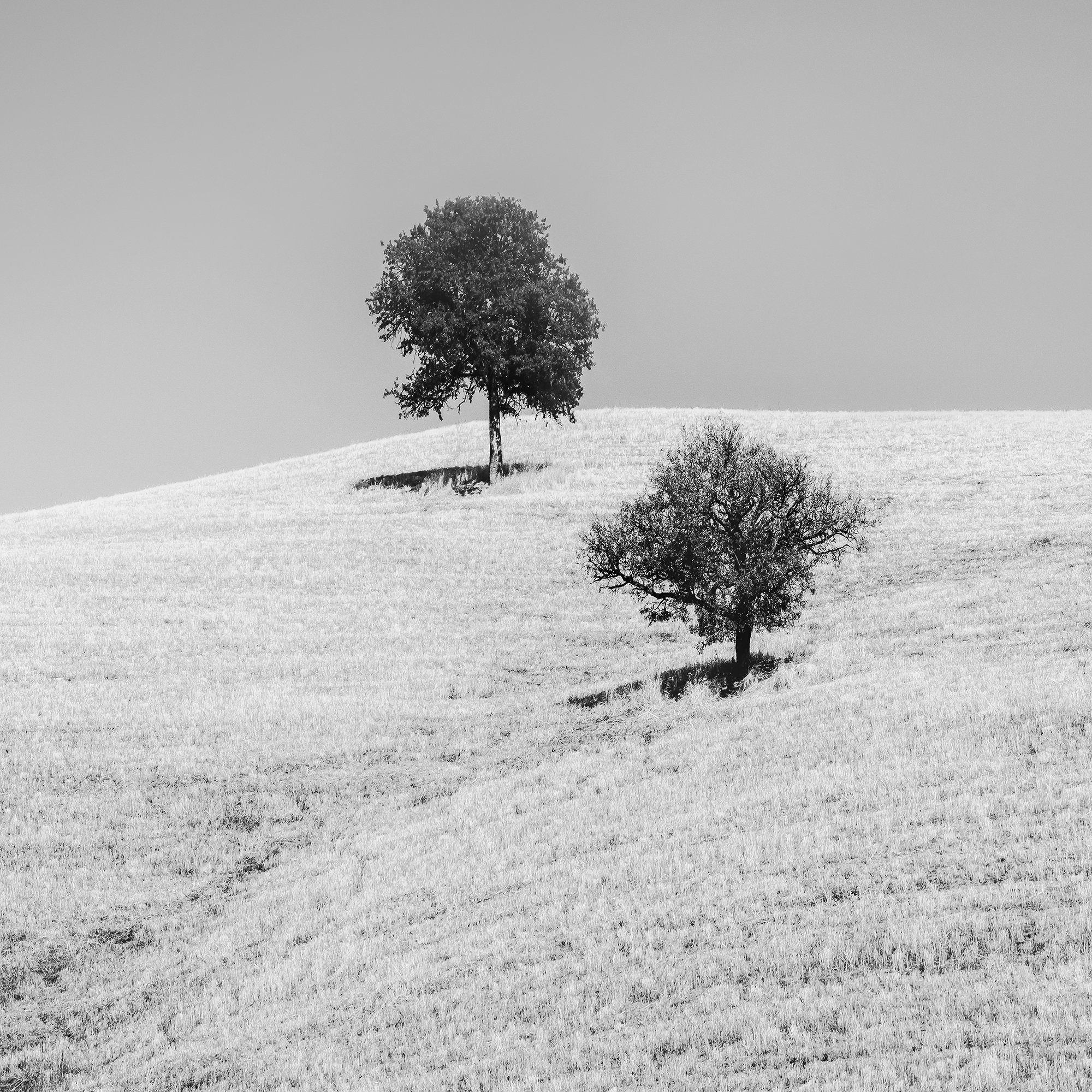 Zoomed-in view of the black-and-white fine art print, Rolling Hills with Trees Study 1 – Tuscany, Italy