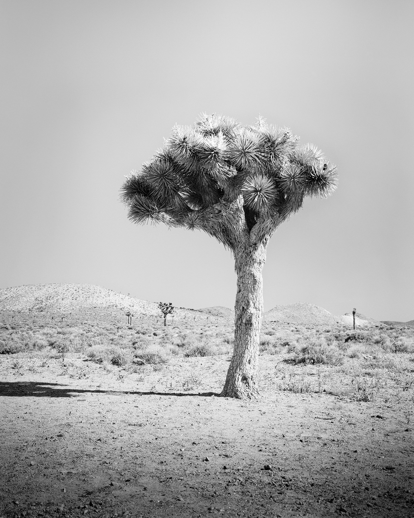 Joshua Tree Study 1, solitary Joshua tree in the California desert by Gerald Berghammer