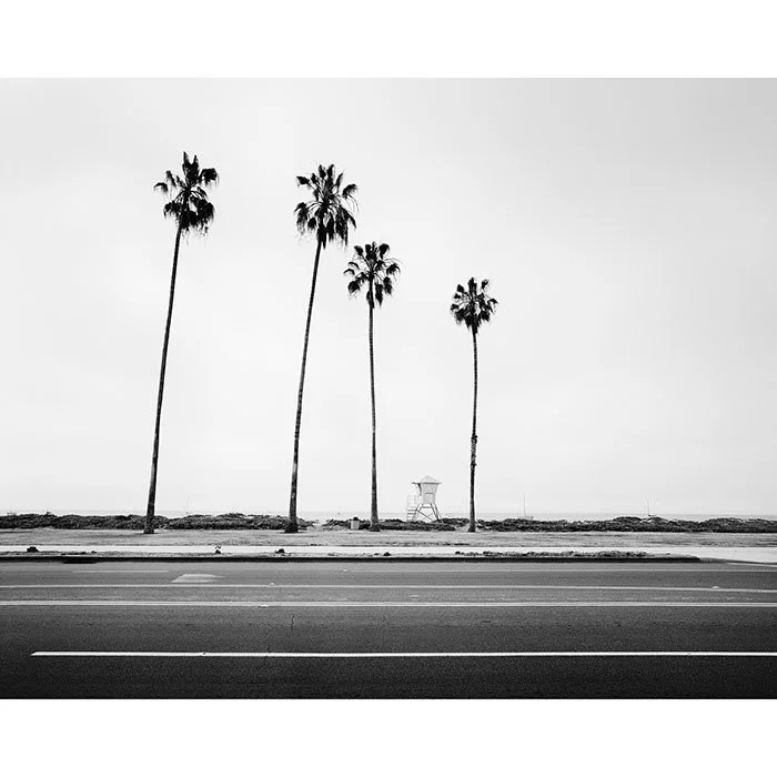 Palm Tree Study 4 – California, USA | Gerald Berghammer