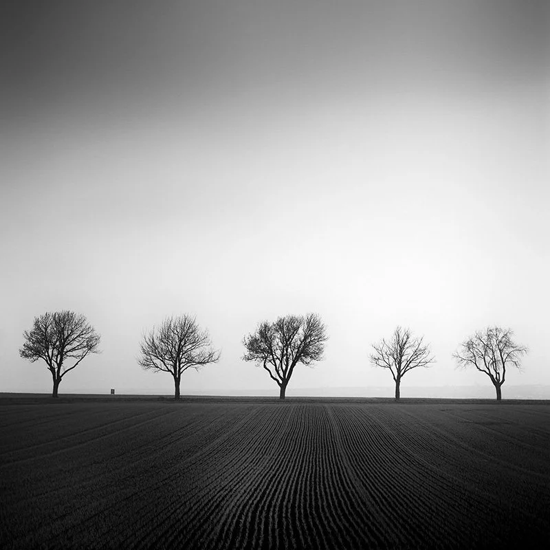 Cherry Tree Avenue, Study 1 – Austria | Gerald Berghammer