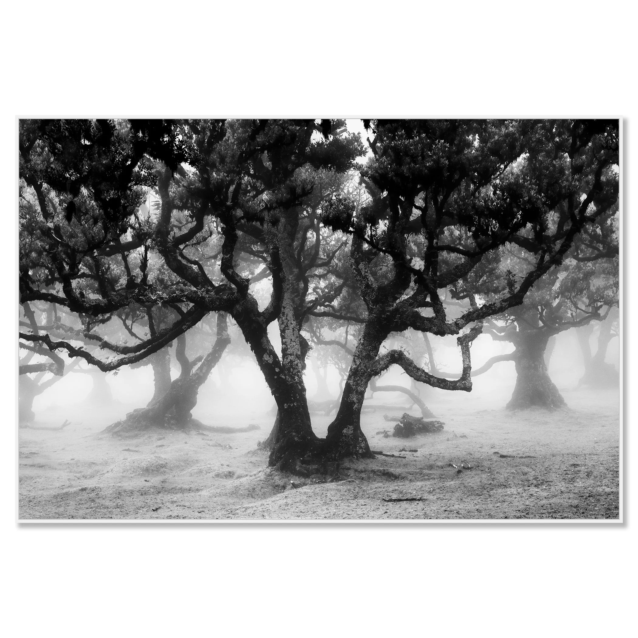 Fanal Forest Study 1 by Gerald Berghammer displayed in a white aluminium ArtBox frame.