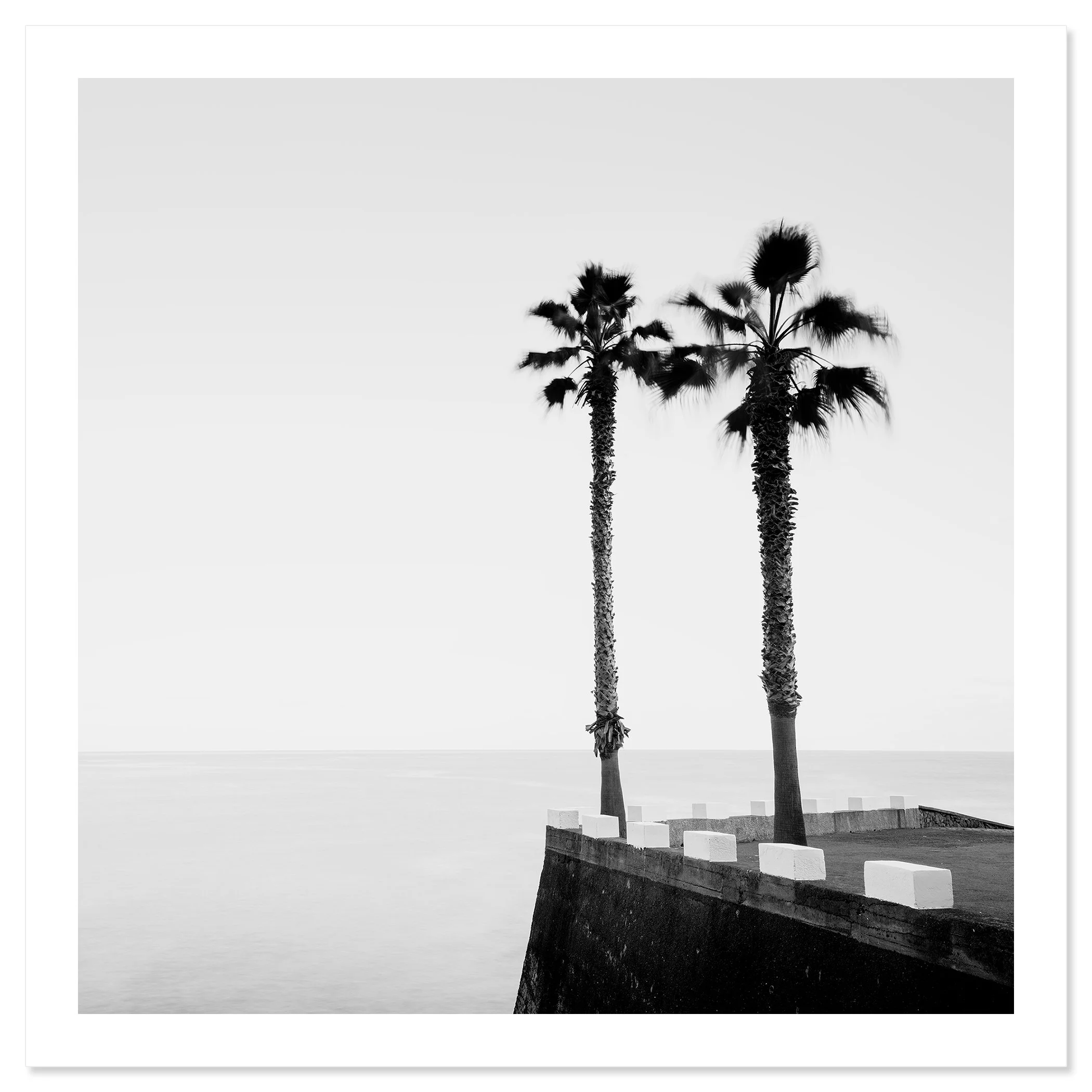 Parking Lot with Palm Trees by Gerald Berghammer, black-and-white fine art print of palm trees on the coast of Madeira, Portugal.