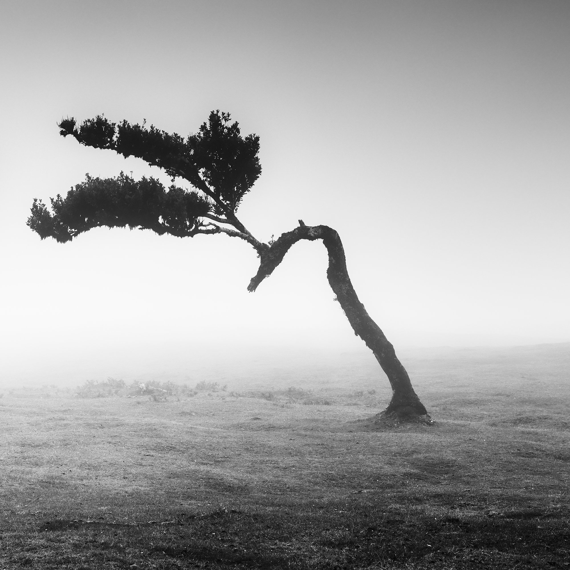 Detail of the sculptural right laurel tree in Two Trees in the Mist Panorama by Gerald Berghammer.