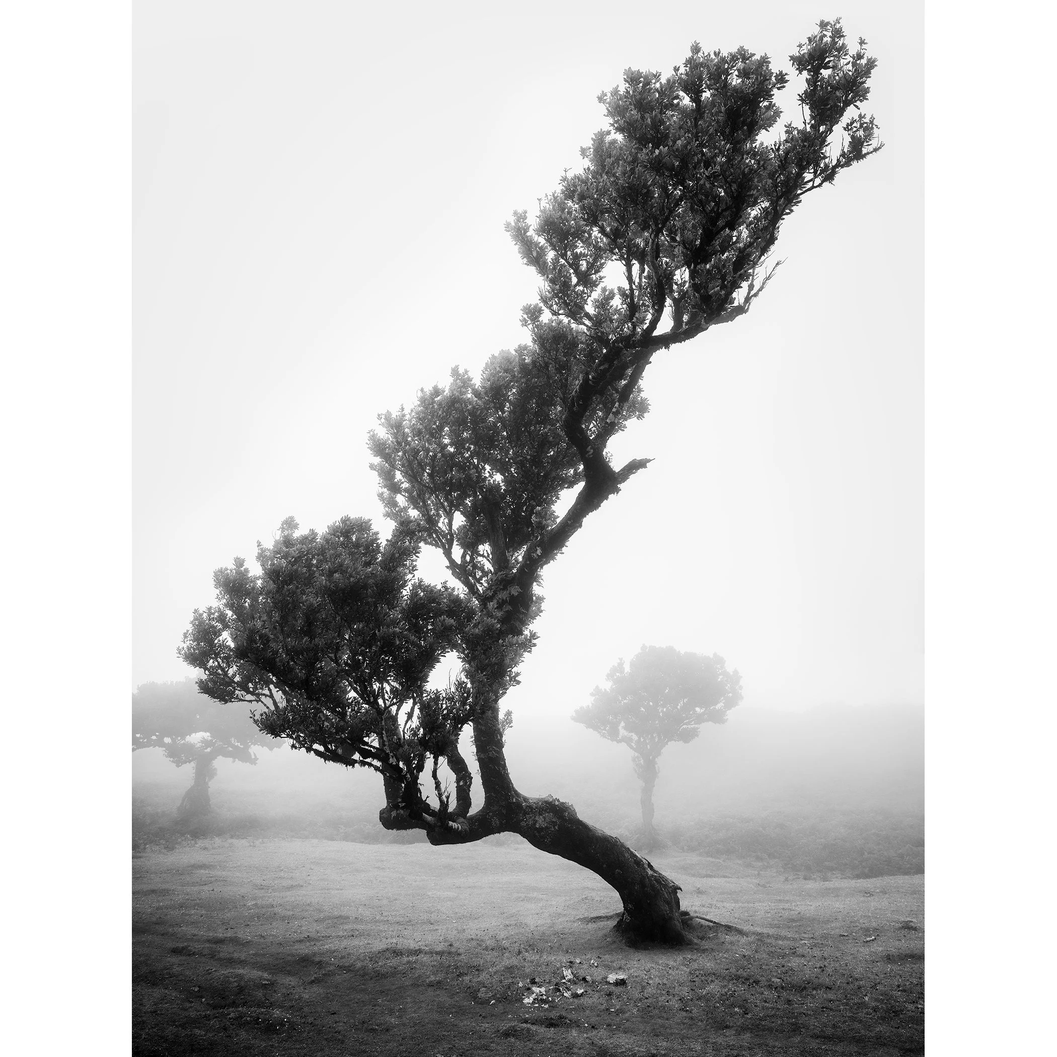 Black-and-white fine art photograph of a wind-sculpted laurel tree in the misty Fanal Forest, Madeira, Portugal, by Gerald Berghammer.