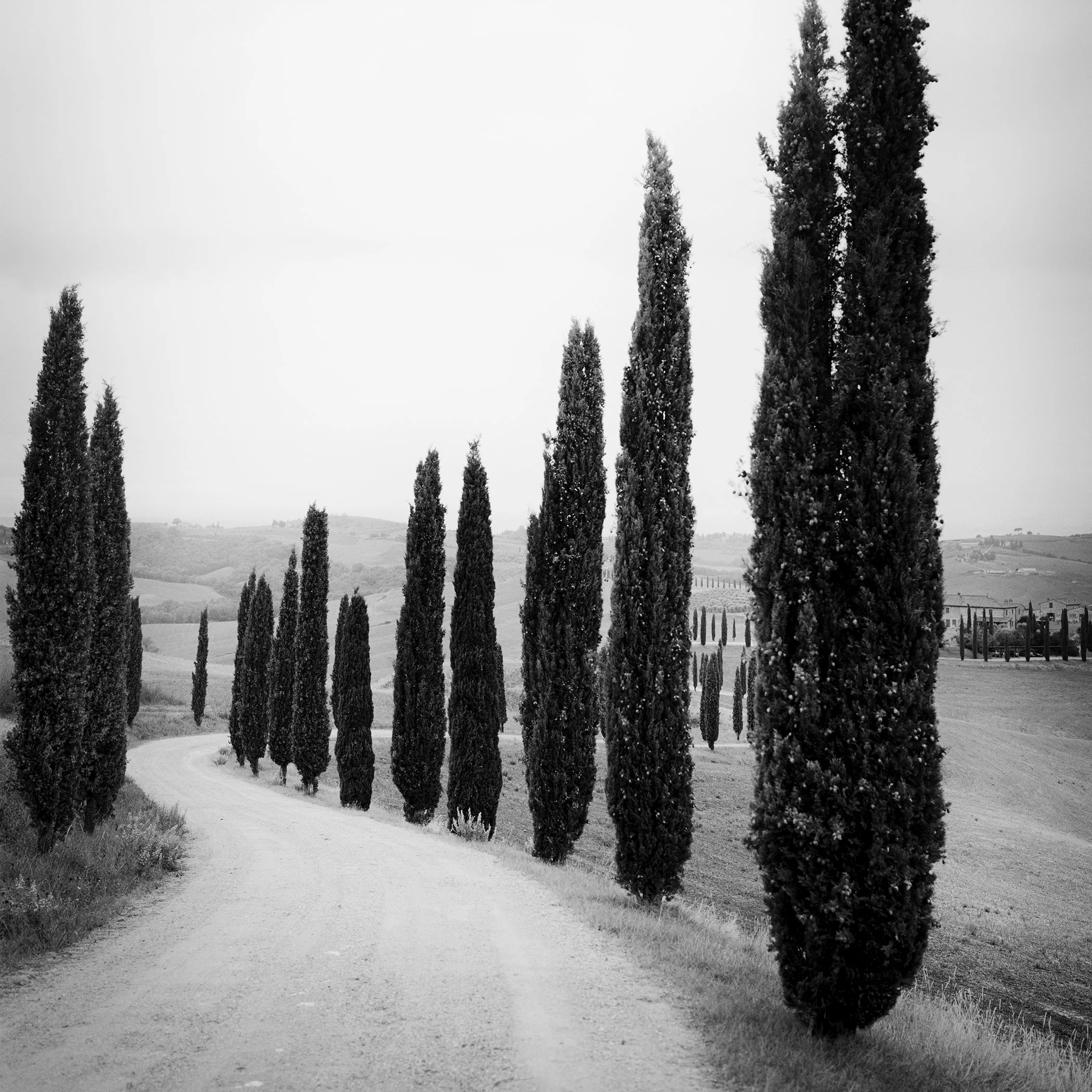 Black and white photograph of a winding country road lined with cypress trees in Tuscany.