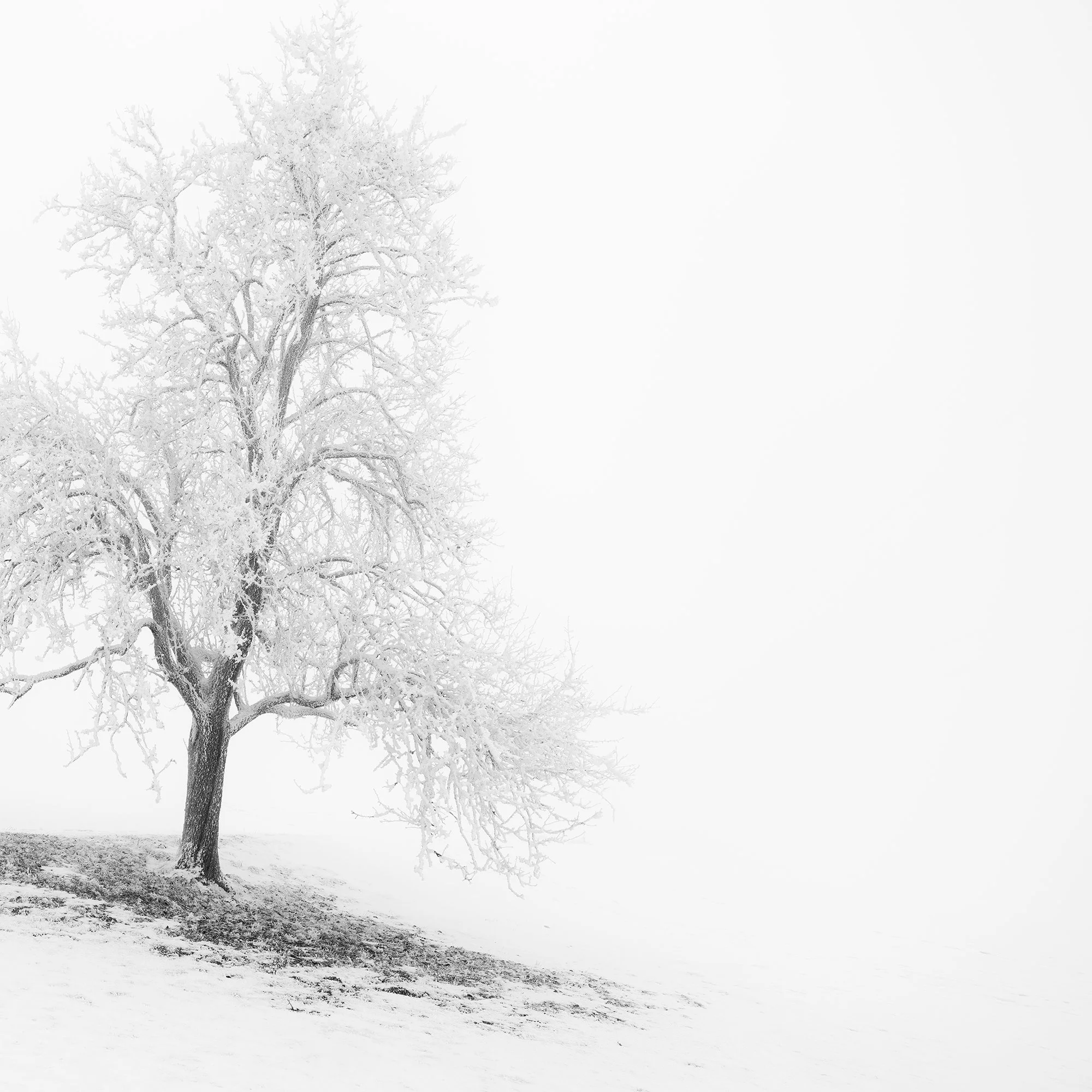 Cropped detail of Frosted Winter Tree Panorama – Austria, showing the frost-covered tree and snowy hillside