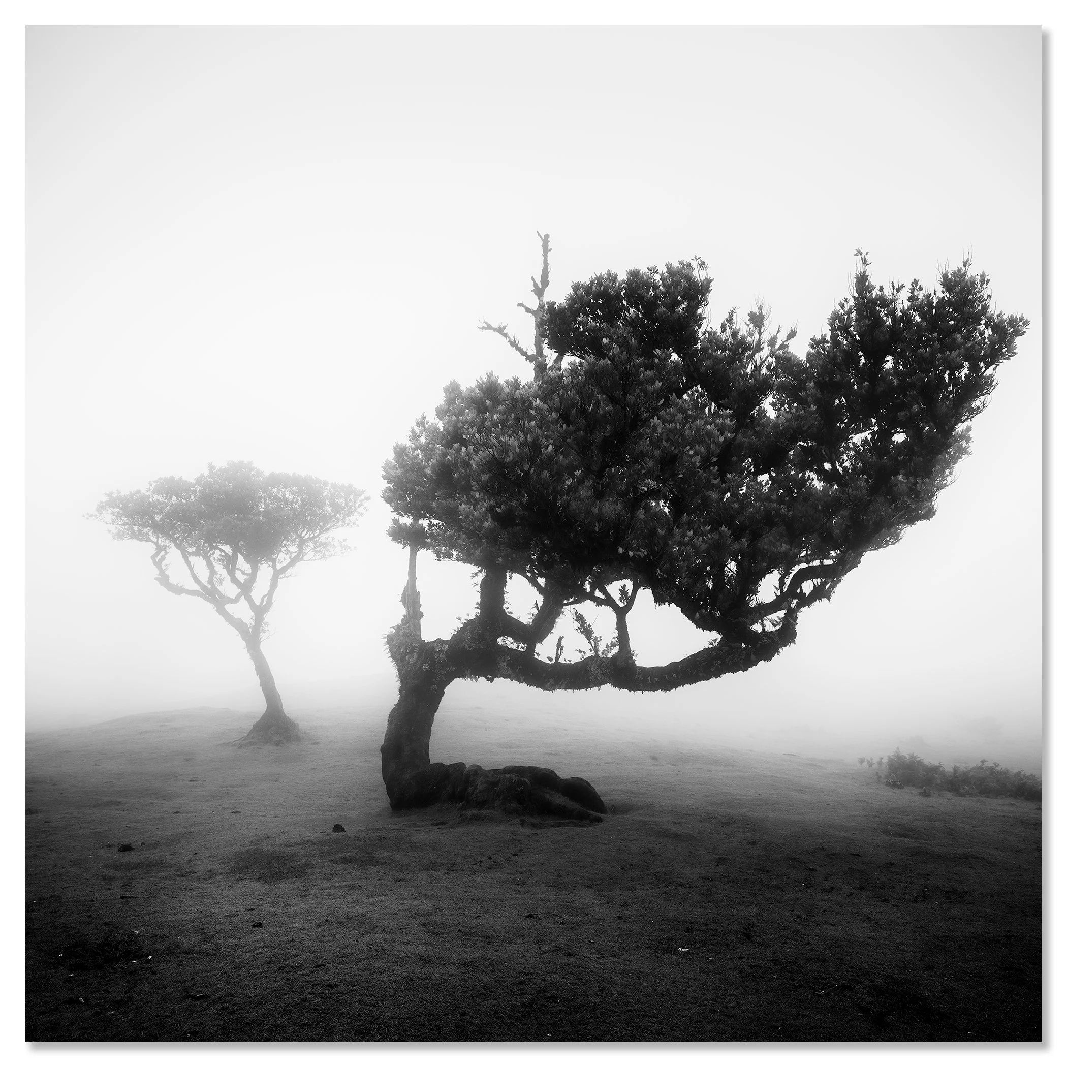 Wind-shaped tree in coastal fog, calm atmospheric black-and-white scene – dibond frameless