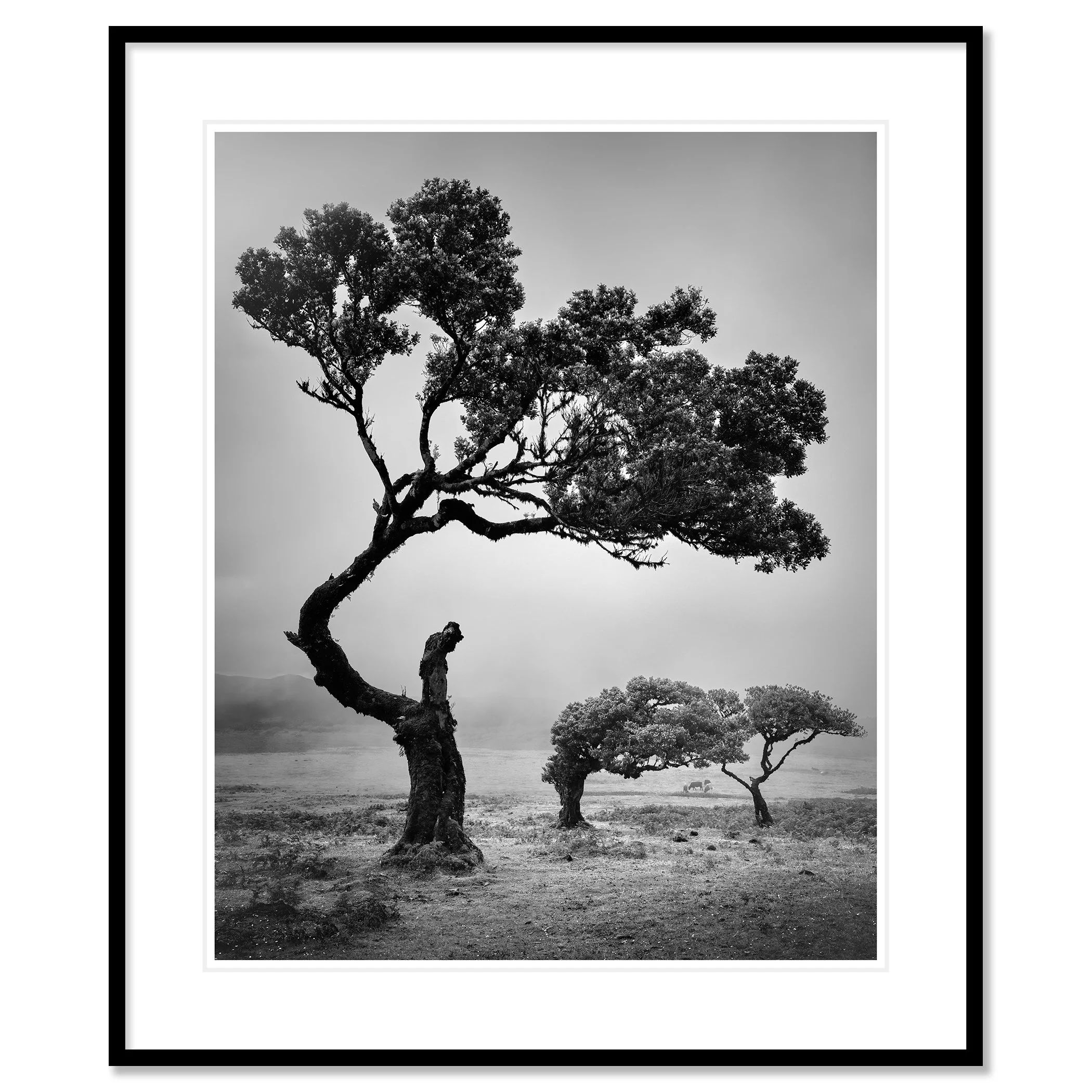 Ancient Laurisilva Forest Study 5 by Gerald Berghammer, black-and-white fine art print in a black aluminium frame with white mount.