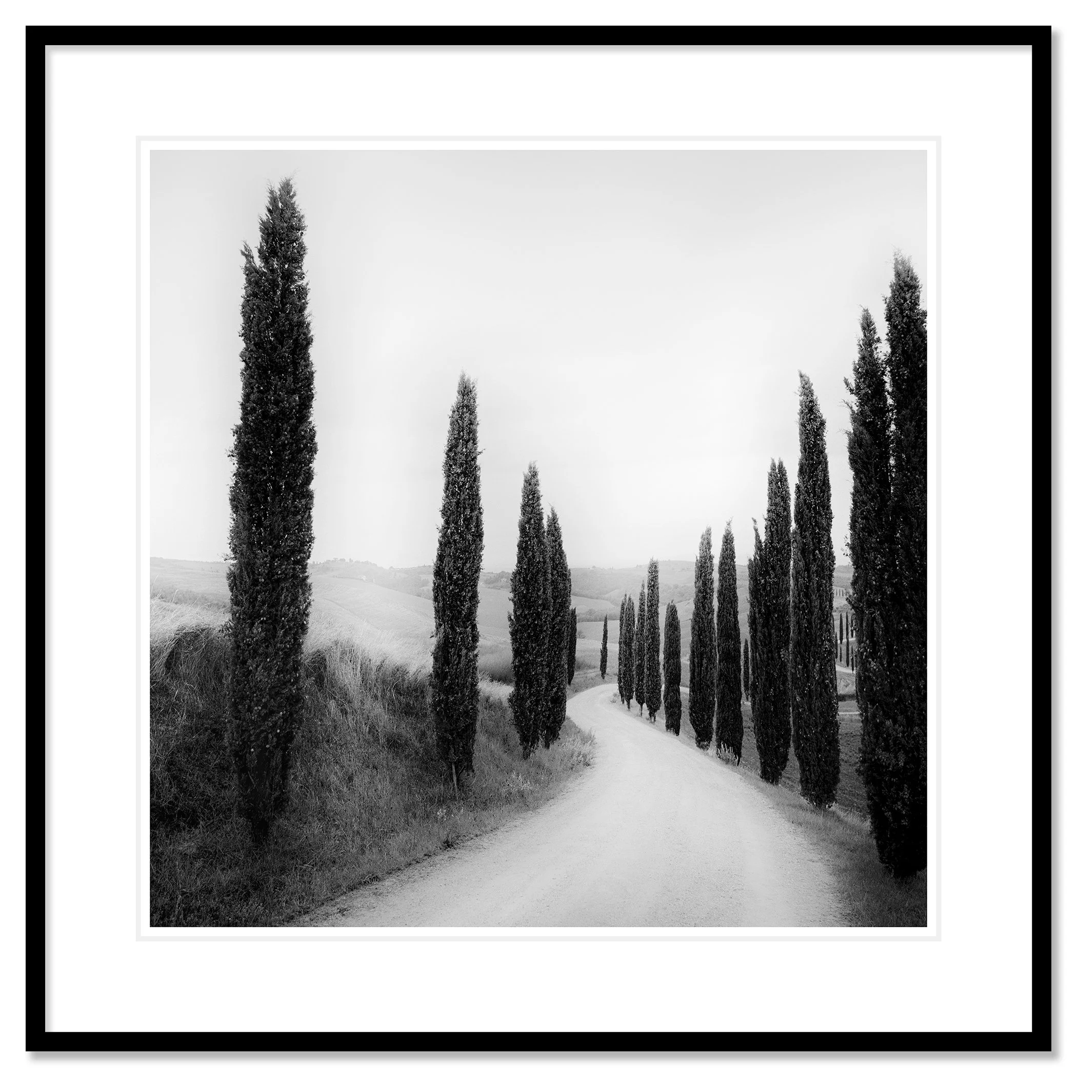 Path Lined with Cypress Trees by Gerald Berghammer shown in a black aluminium frame with a white mount.