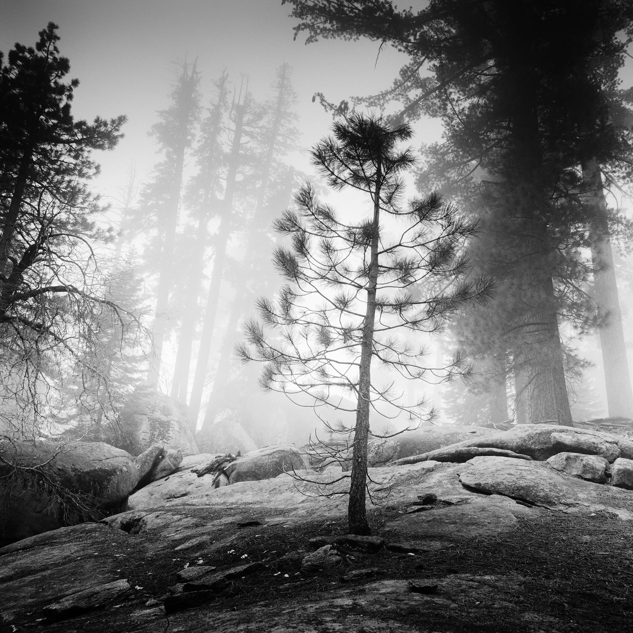 Into the Wild, black-and-white landscape photograph of a solitary pine tree among granite rocks in a misty California forest by Gerald Berghammer.