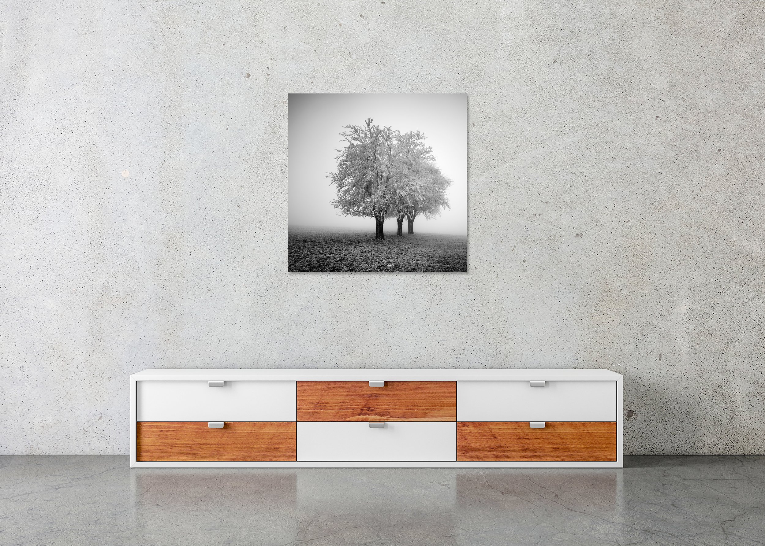 Frozen trees in dense fog across a frosty countryside field, photo print mounted to Dibond, frameless