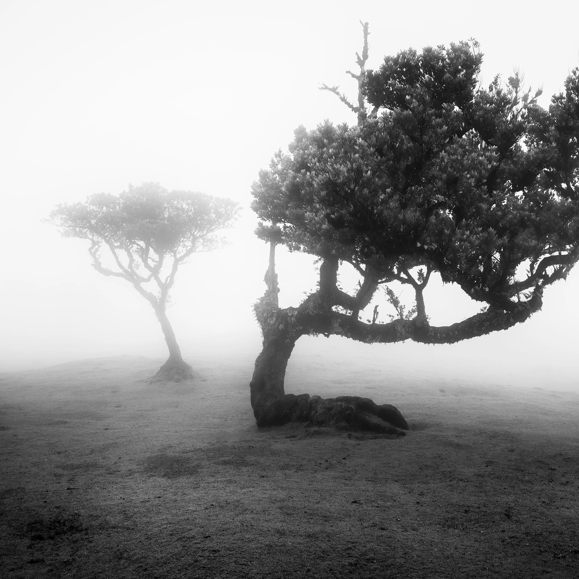Detail of two wind-sculpted laurel trees fading into mist in Fanal Forest, Madeira, by Gerald Berghammer.