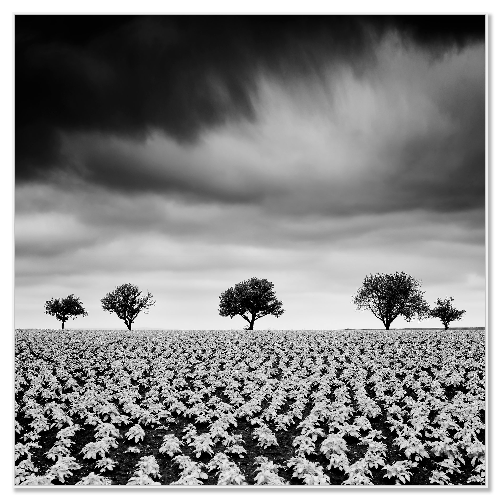 Potato Field with Cherry Trees Study 2 by Gerald Berghammer, black-and-white Dibond print in a white aluminium ArtBox frame.