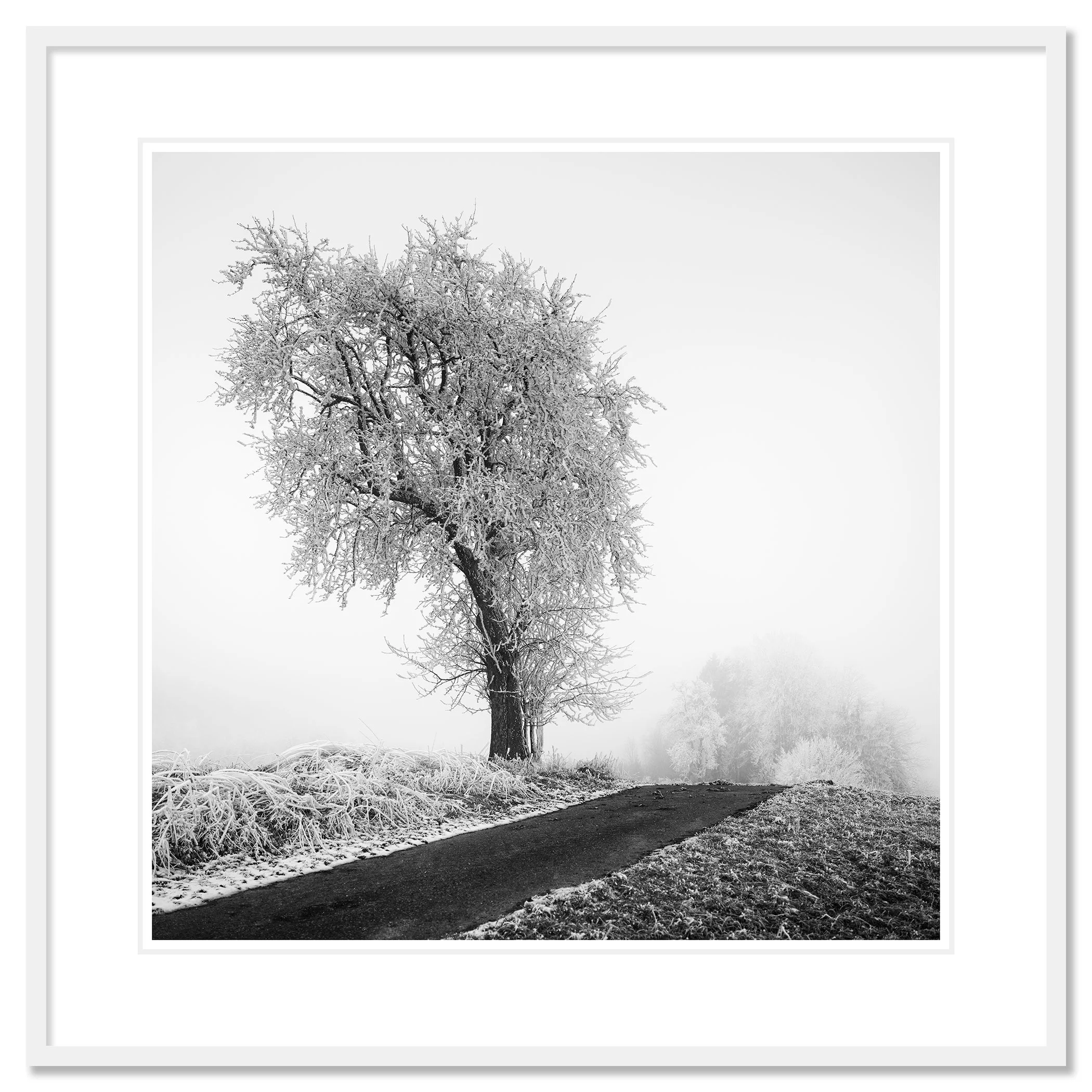 Frost-covered tree standing next to a narrow countryside road in thick fog, Classic frame white