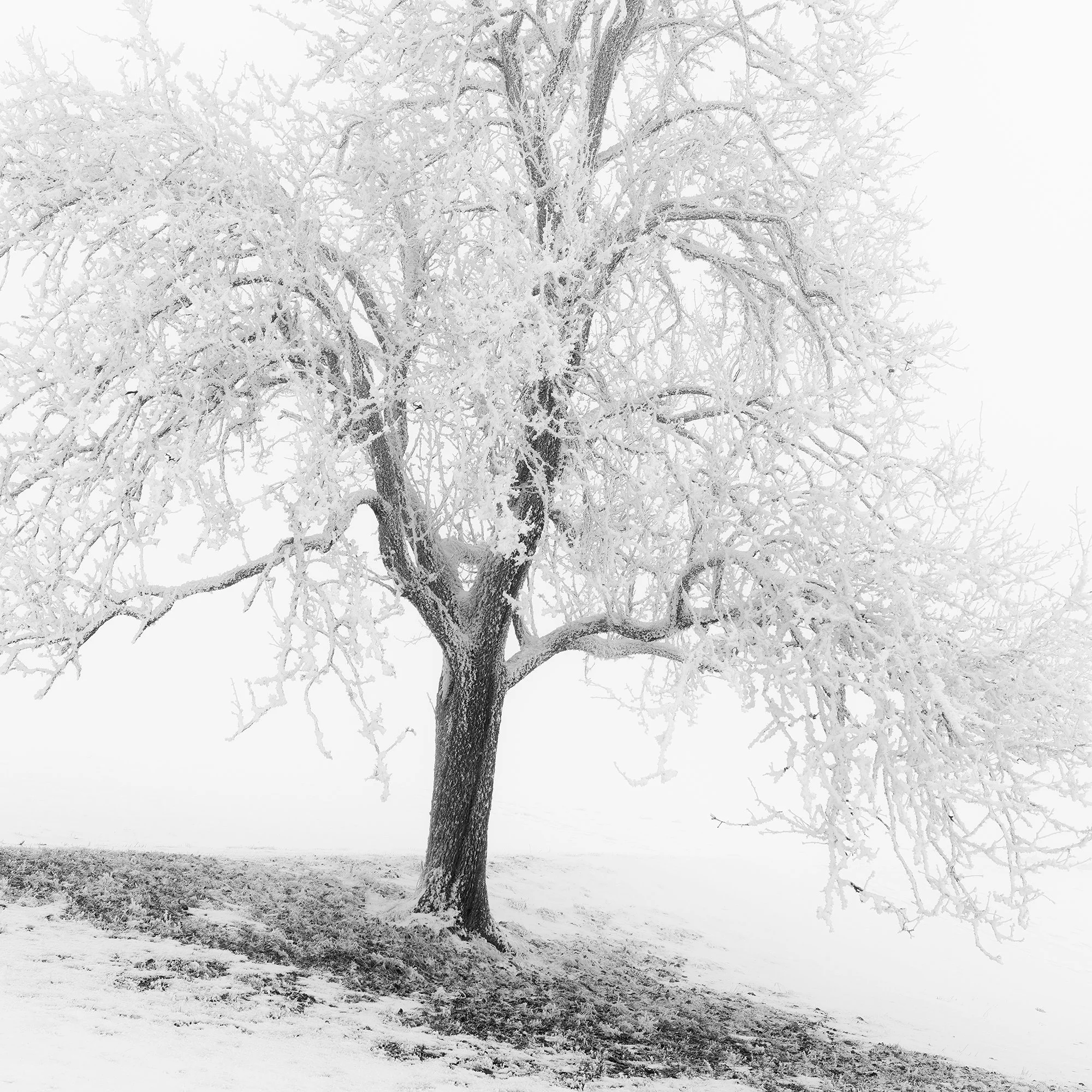 Frosted Winter Tree Panorama by Gerald Berghammer, close-up detail of ice-covered branches and the dark tree trunk.