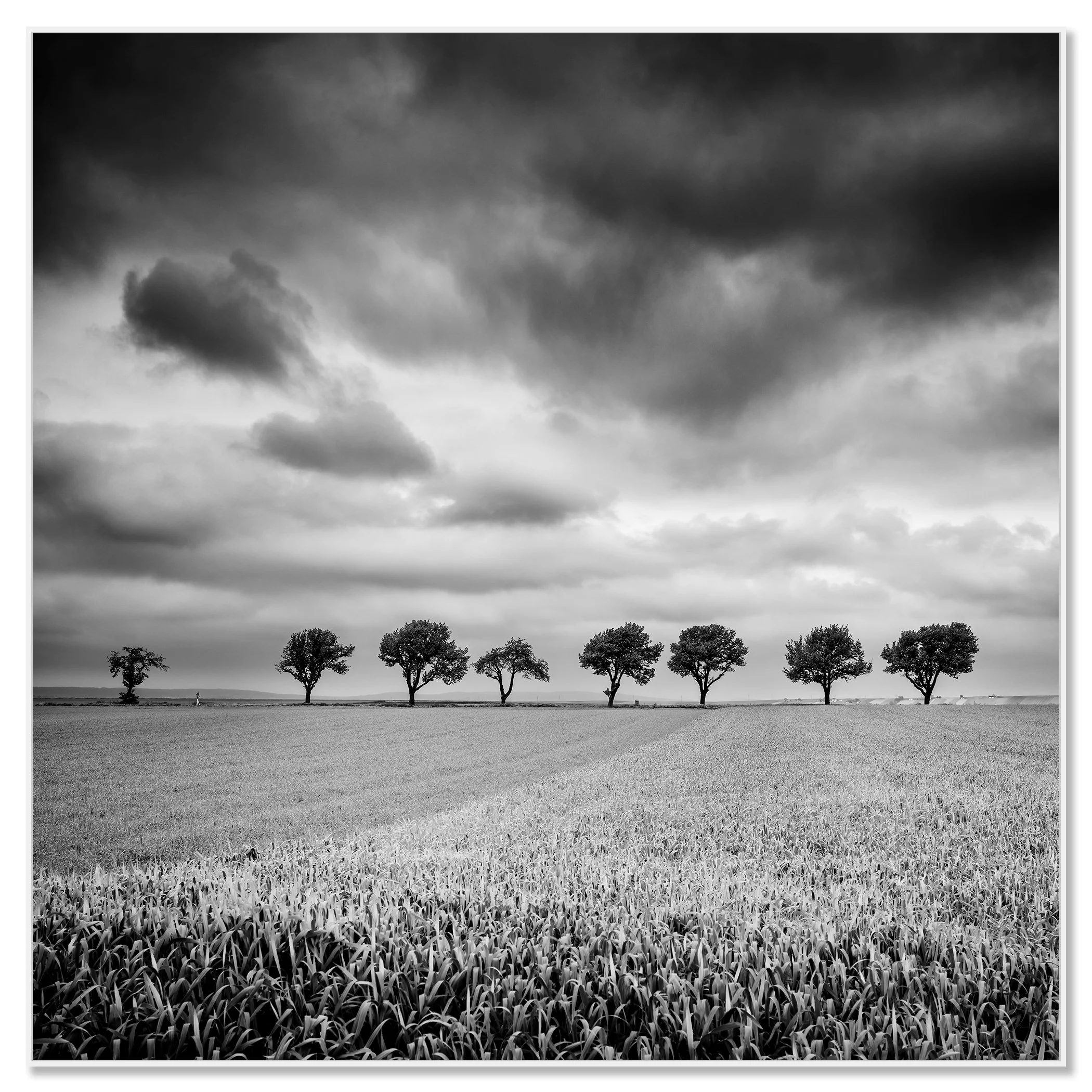 © 2023 Gerald Berghammer - Black and white landscape photography. Field with uniform crops, seven evenly spaced trees in the distance, and a cloudy sky overhead. Chromaluxe framed white