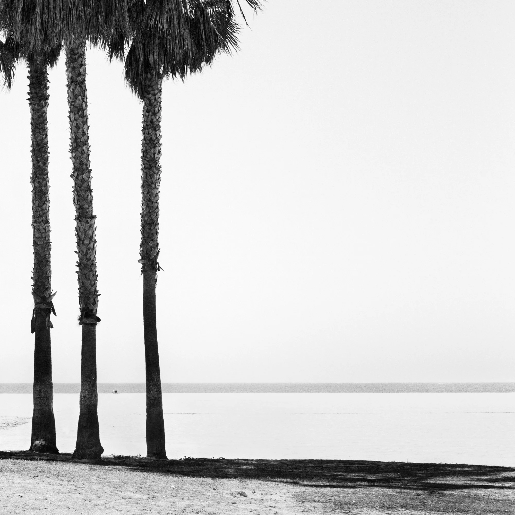 Close-up detail of Four Palm Trees – California, USA by Gerald Berghammer.