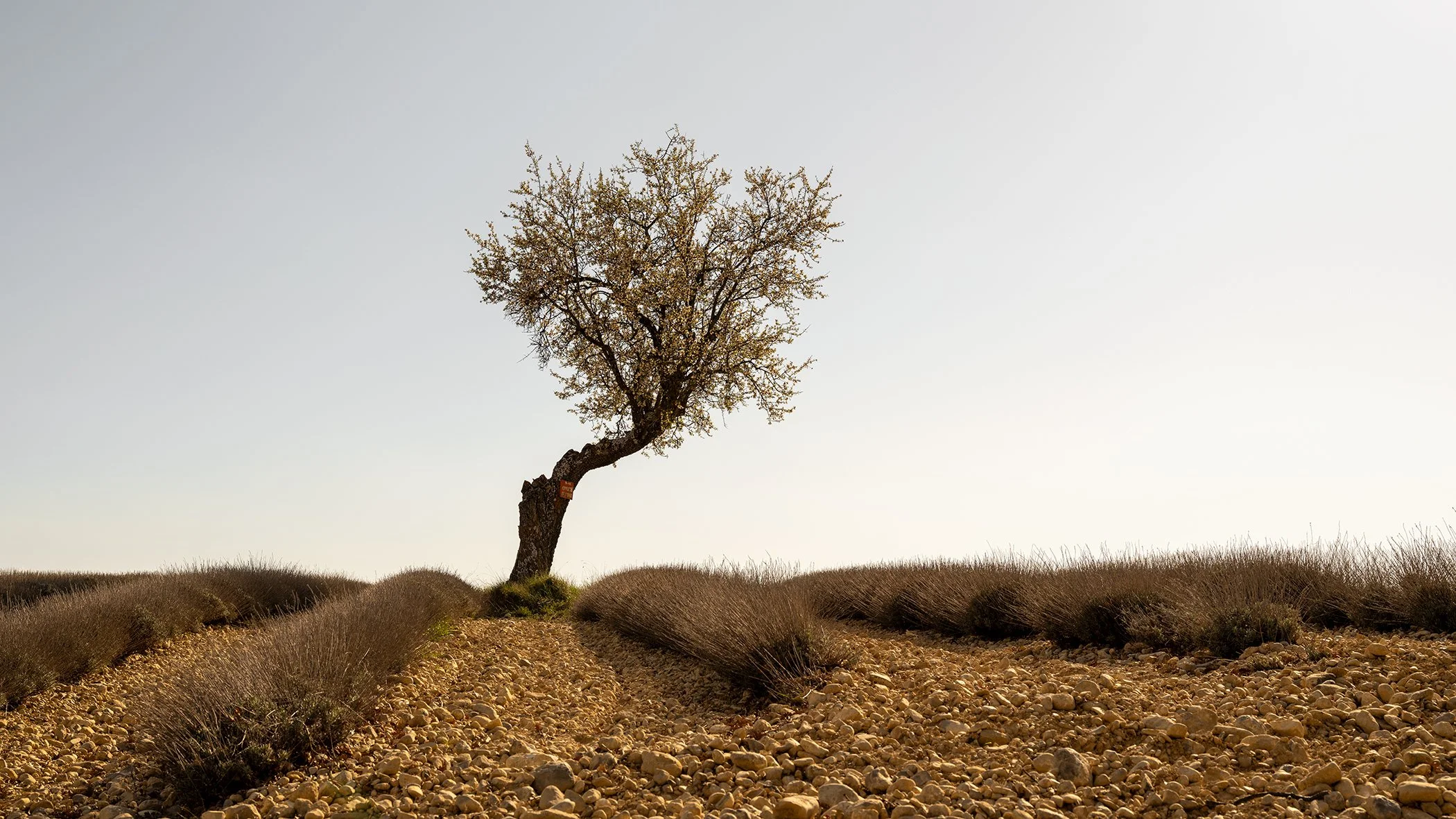 Solitary flowering tree above orderly lavender rows in a stony French landscape, photographed by Gerald Berghammer.