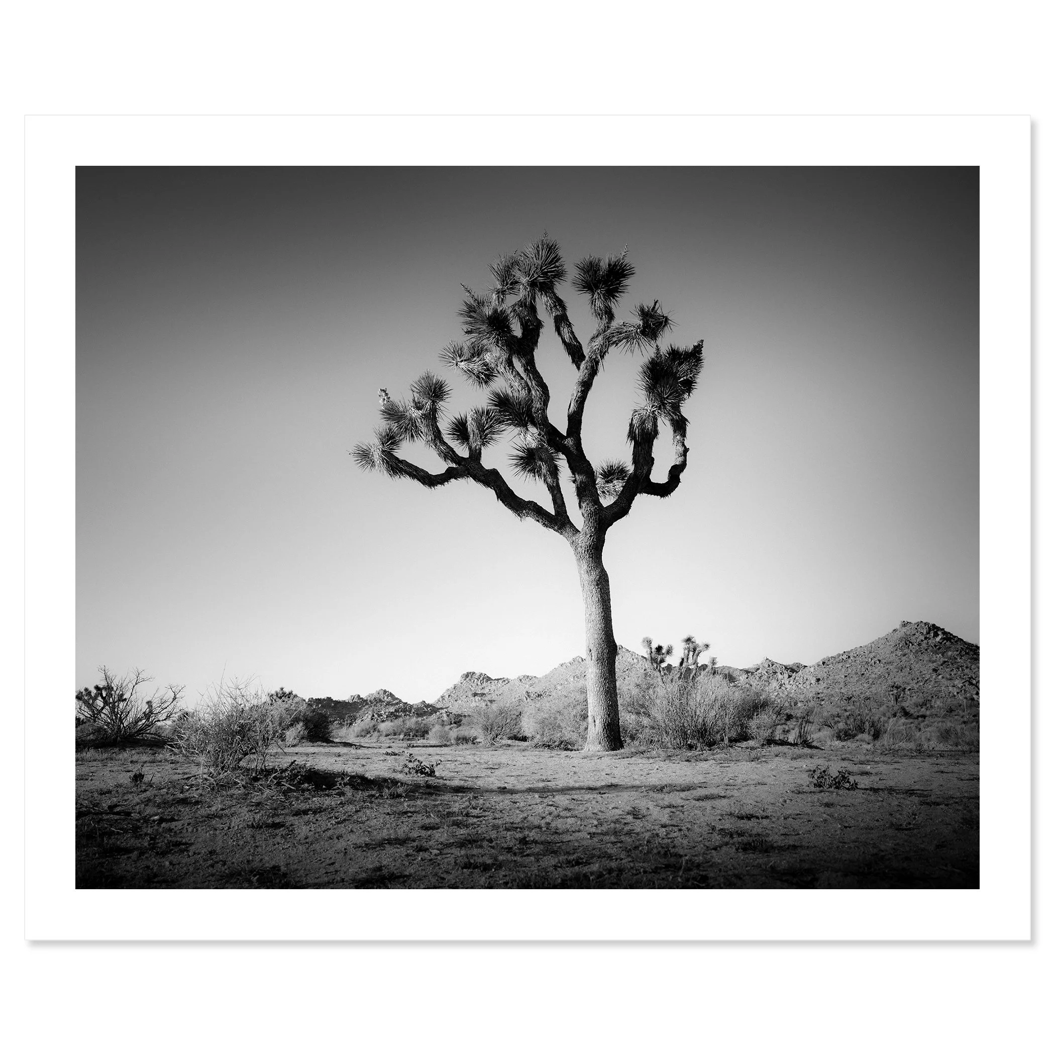 © 2015 Gerald Berghammer - Black and white minimalist photograph of a tall desert Joshua tree with mountains in the background. Fine art print only