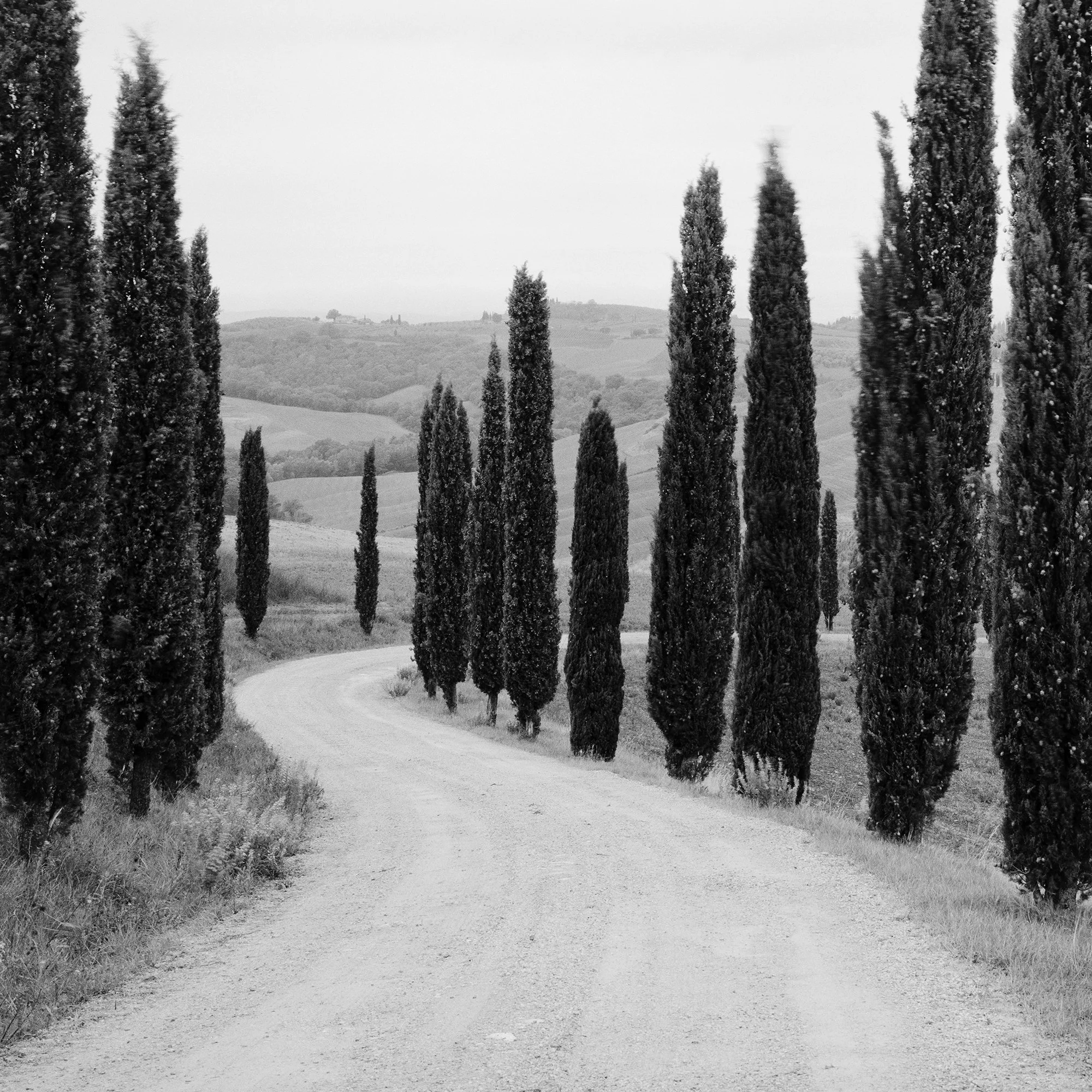 © 2020 Gerald Berghammer - Black and white photography. A winding dirt road through rolling hills lined with tall, slender cypress trees, typical of the Tuscan landscape. Print detail 3