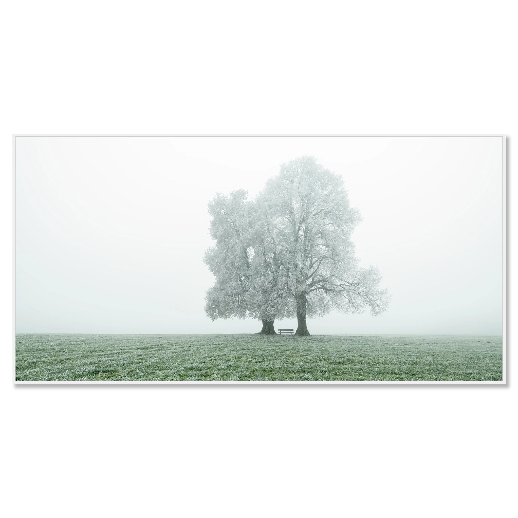 © 2025 Gerald Berghammer - Color panorama photography. Foggy landscape with two large frozen trees and a park bench underneath the trees, on a grassy field. Chromaluxe framed white