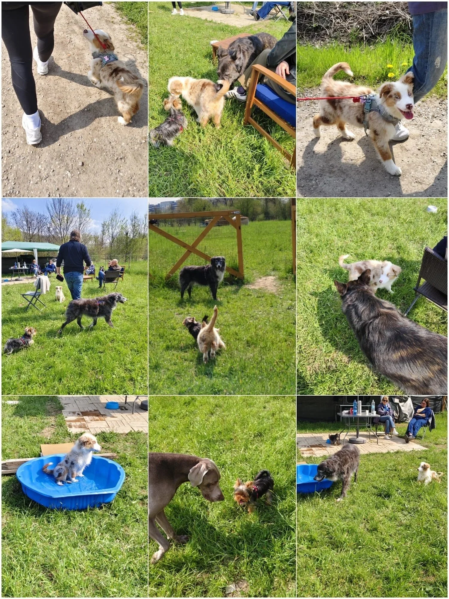 Una serie di foto di un asilo per cani in un parco con vari cani, persone, cibo e giochi all'aperto, ambientato in una giornata di sole con erba verde e alberi.
