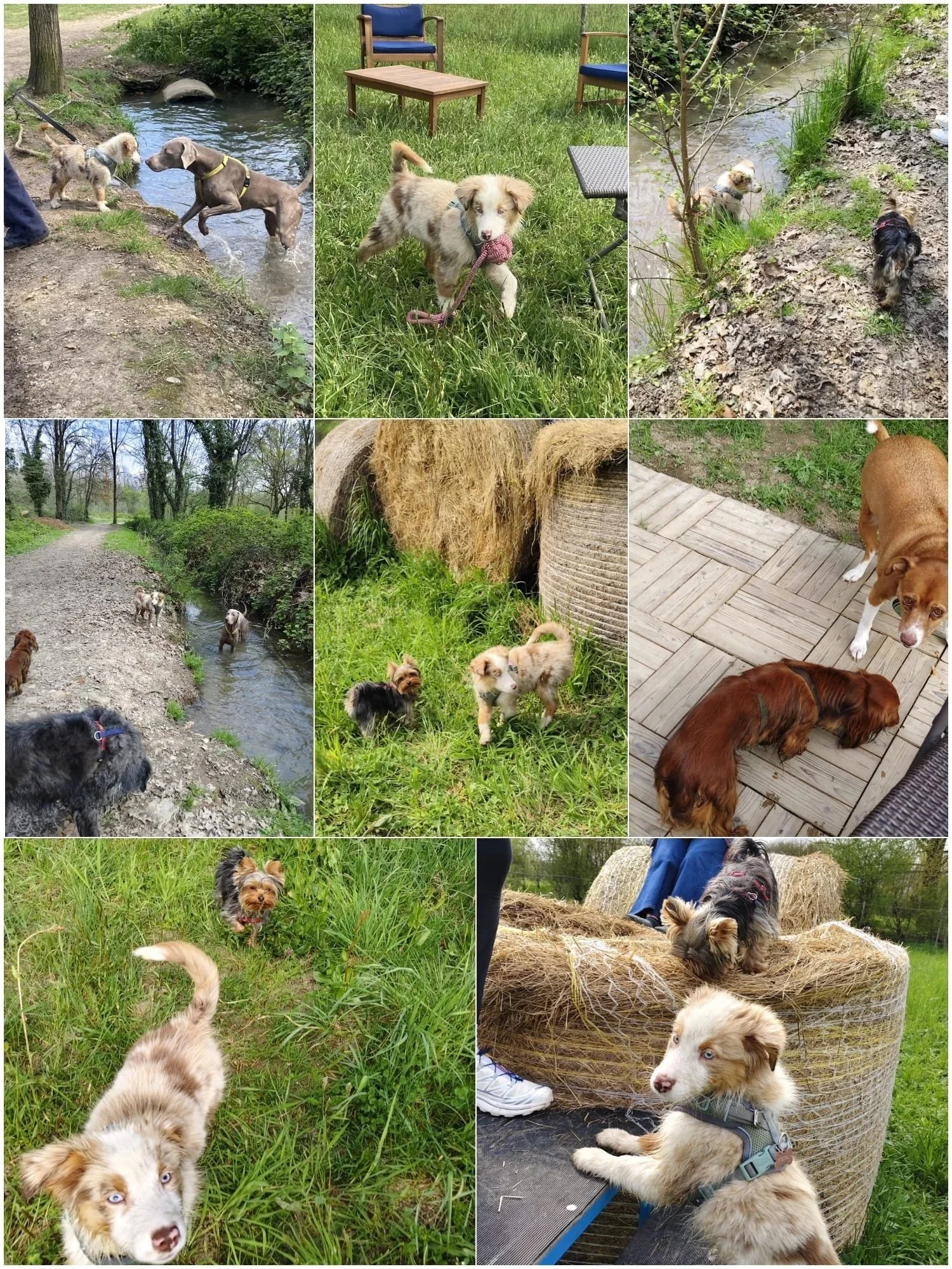 Collage di cani di varie razze e dimensioni in un ambiente naturale con acqua, erba, alberi e aree erbose, alcuni che nuotano, altri che giocano, camminano o riposano.