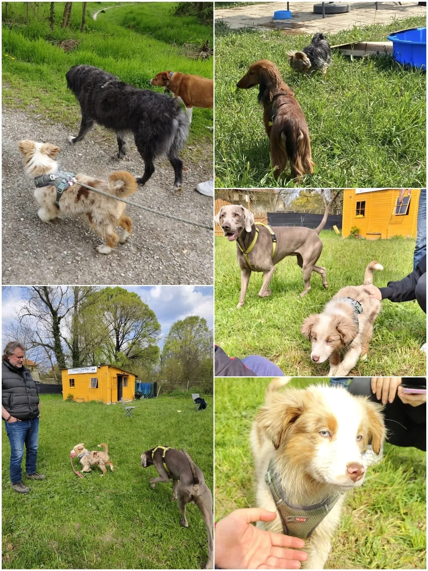 Gruppo di cani e persone in un'area verde, con una casetta gialla sullo sfondo. I cani sono di varie razze e dimensioni, alcuni vengono accarezzati o giocano tra loro.