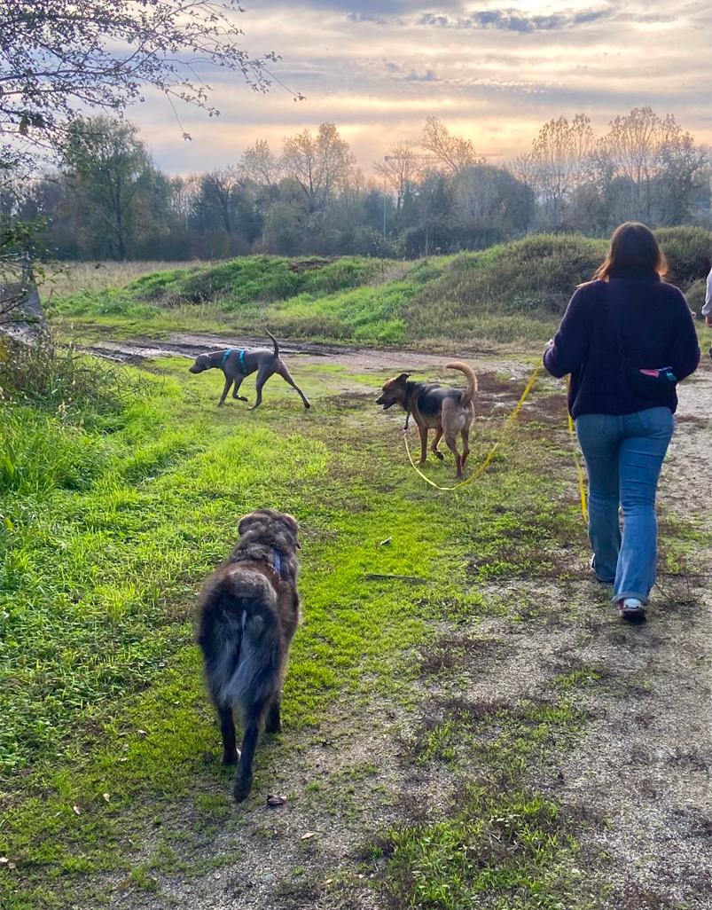 Donna che passeggia con tre cani su un sentiero in un paesaggio naturale con alberi e cielo nuvoloso al tramonto.
