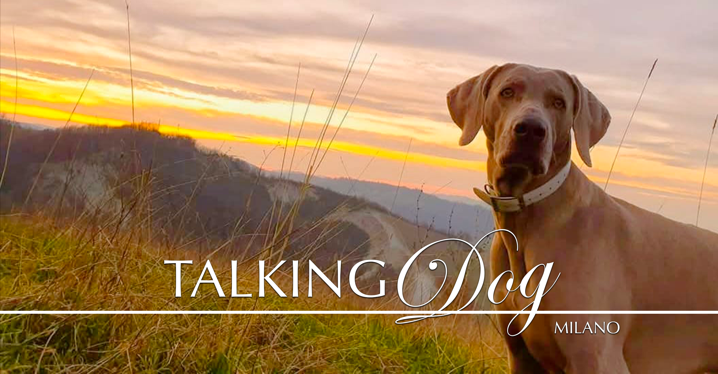 Cane di colore marrone con collare bianco, seduto in un prato durante il tramonto, con cielo arancione e nuvole