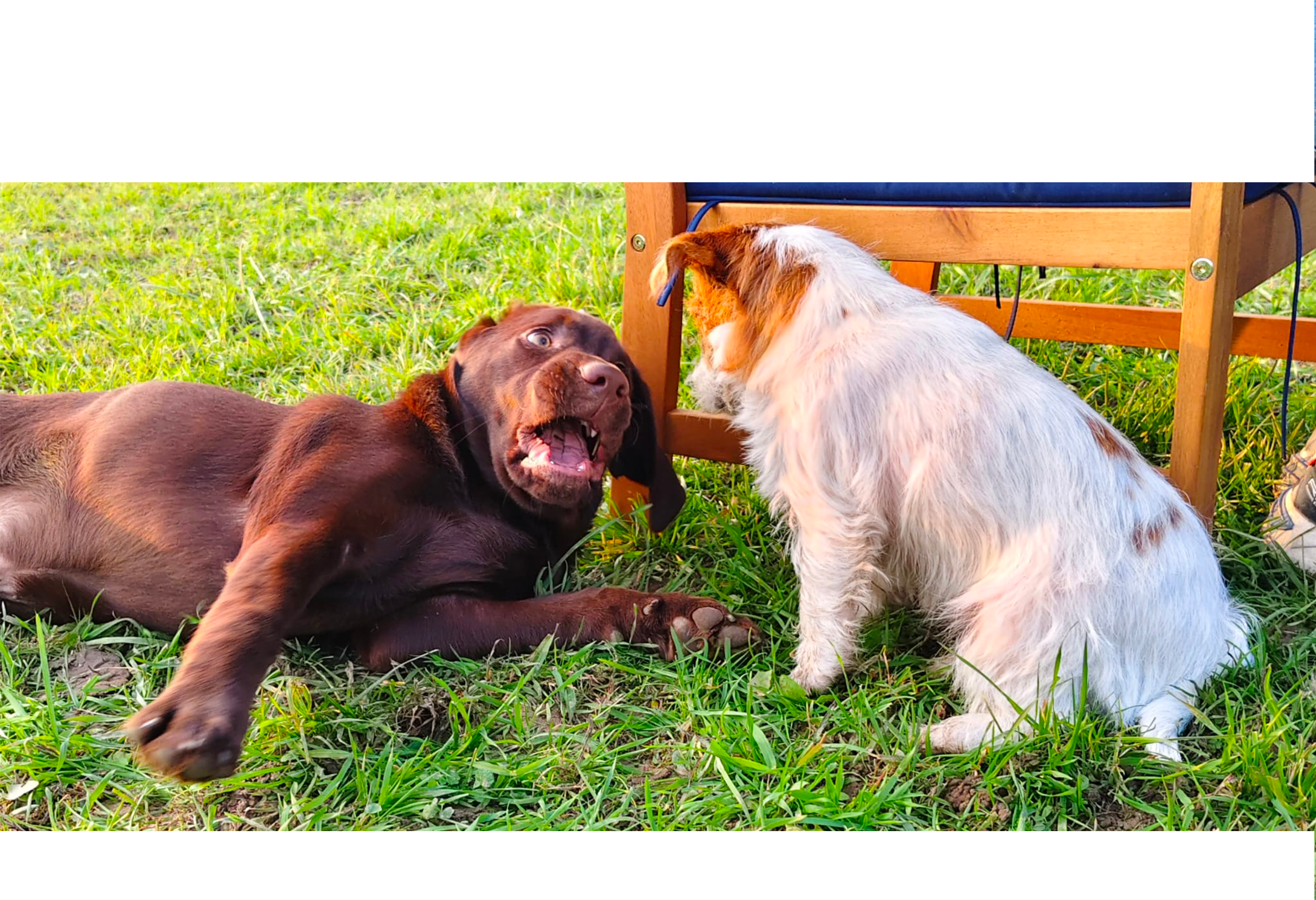 Due cani giocano sull'erba, uno sdraiato e l'altro seduto sotto una struttura di legno.