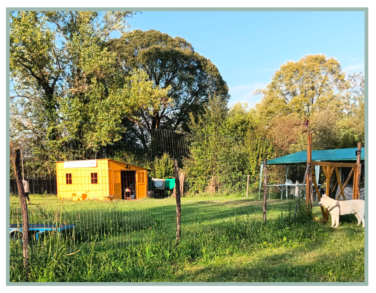 Una zona all'aperto con un recinto in rete, una casetta di legno, un cavallo bianco fermo e un'area coperta con tavoli, circondata da alberi.