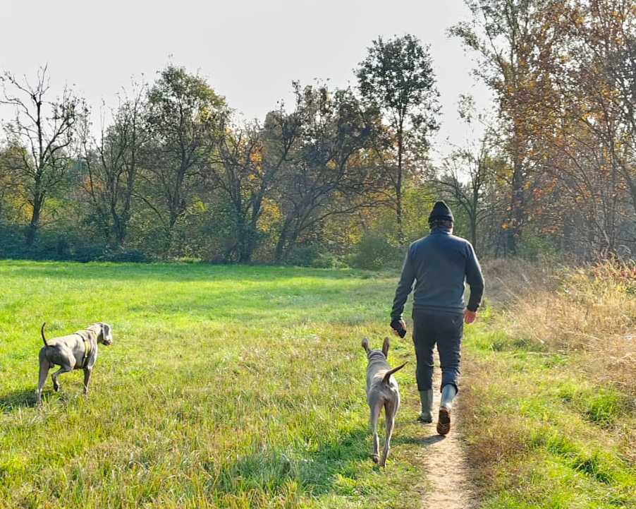 Uomo che passeggia con due cani in un campo verde con alberi autunnali sullo sfondo.