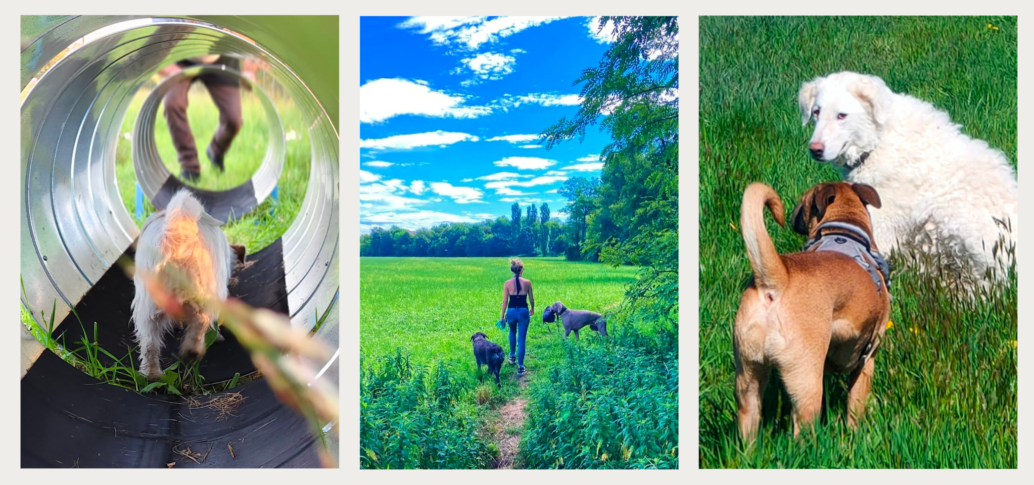 Serie di tre immagini che catturano momenti di vita all'aperto con cani e natura. La prima immagine mostra una persona e un cane in un tunnel di plastica, vista dal punto di vista del cane; la seconda immagine presenta una donna che passeggia in un campo verde con tre cani sotto un cielo blu con nuvole; la terza immagine ritrae due cani, uno bianco e uno marrone, che giocano su un prato verde.