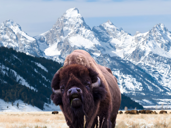 Grand Teton range view, Wyoming.png