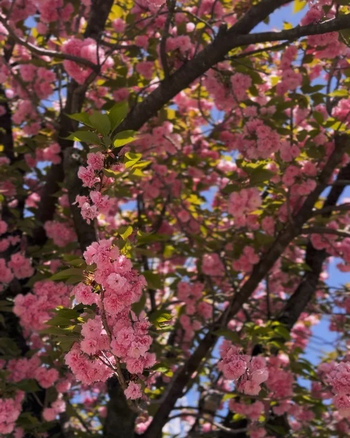Sakura season is coming soon! 🌸 Experience the enchanting beauty of Japan&rsquo;s cherry blossom season in 2025. 

🌸 In Tokyo, the sakura are expected to begin blooming around March 24, reaching full bloom by March 31. Kyoto&rsquo;s blossoms are an
