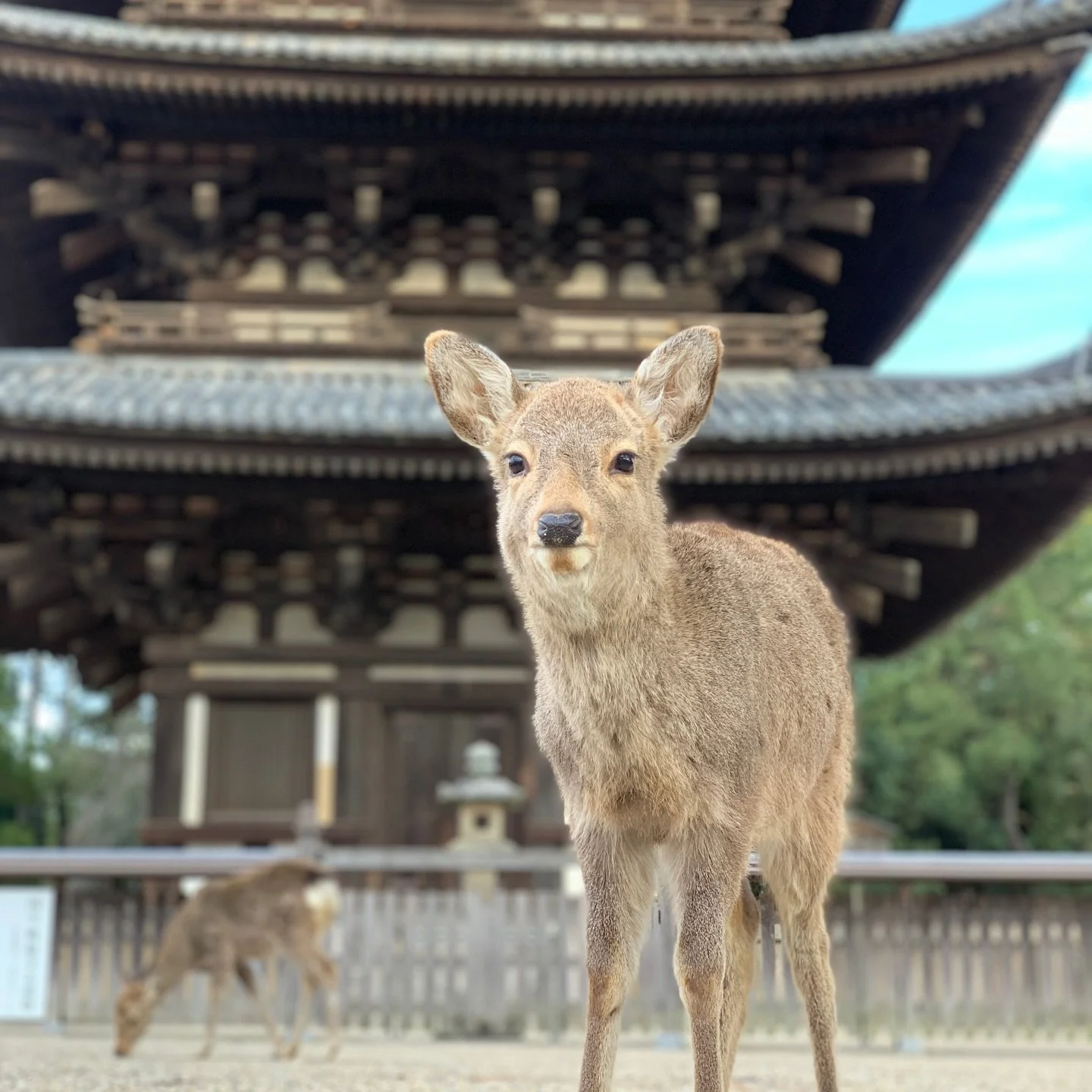 Spent the day in Nara getting blessed by the Great Buddha and absolutely mobbed by the deer in the park 🦌 

Pro tip: those deer crackers make you very popular, very quickly. Worth every moment (and every friendly headbutt!)