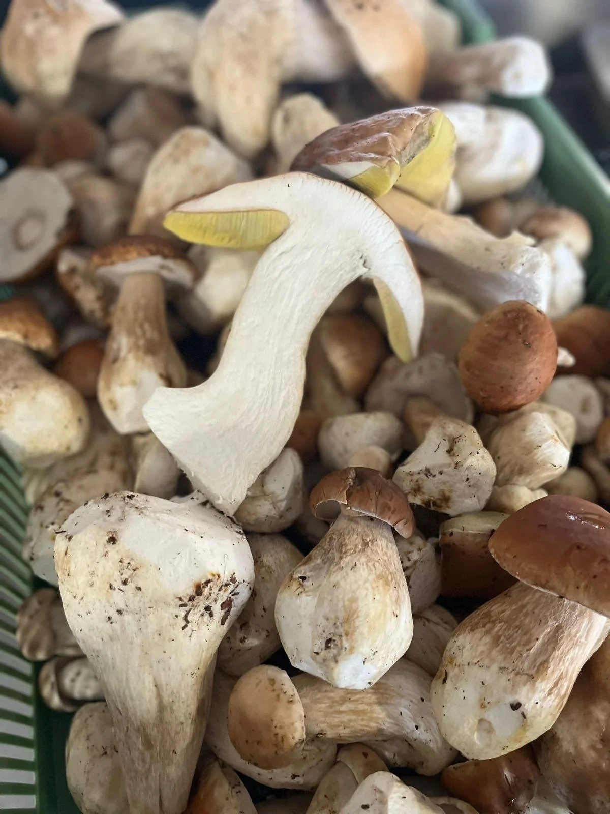 A close-up of a pile of fresh mushrooms, including a prominent white mushroom with a curved, elongated stem and a brown cap, among other small mushrooms with brown and beige caps.