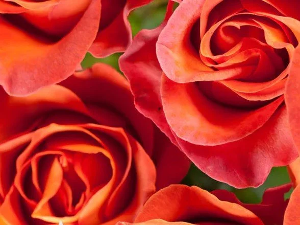 Rose.jpg